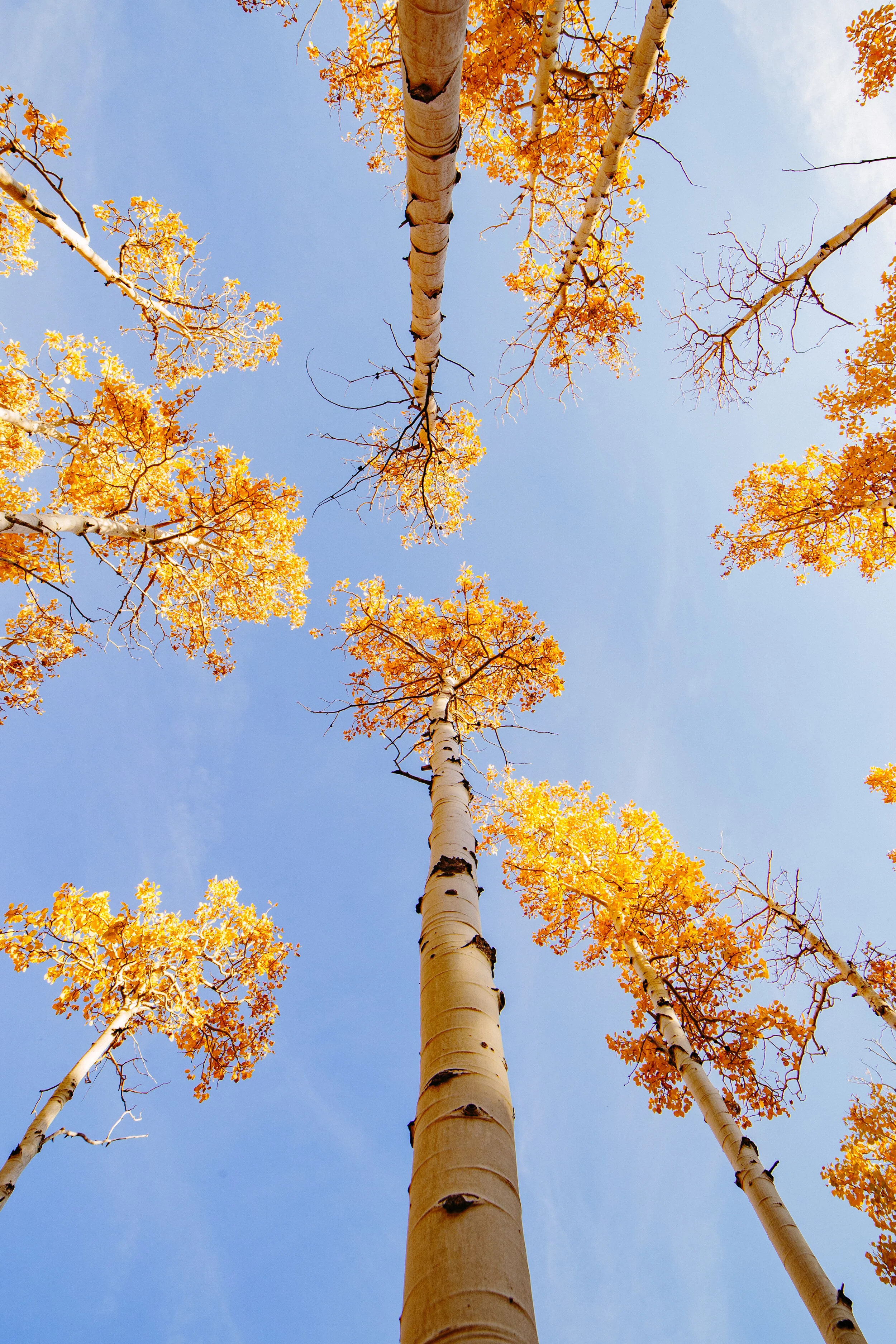 Towering Aspen