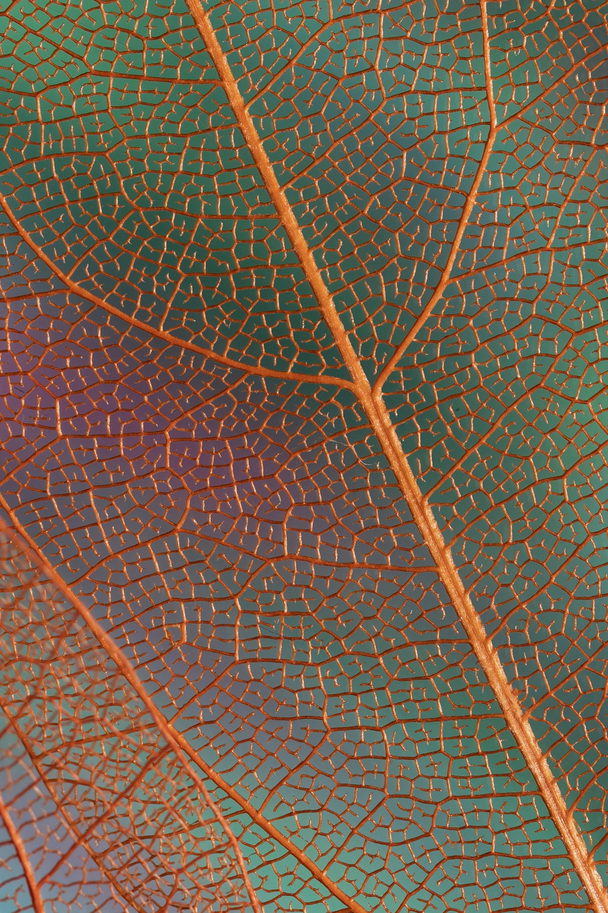 beautiful-abstract-autumn-leaves-with-orange-veins.jpg
