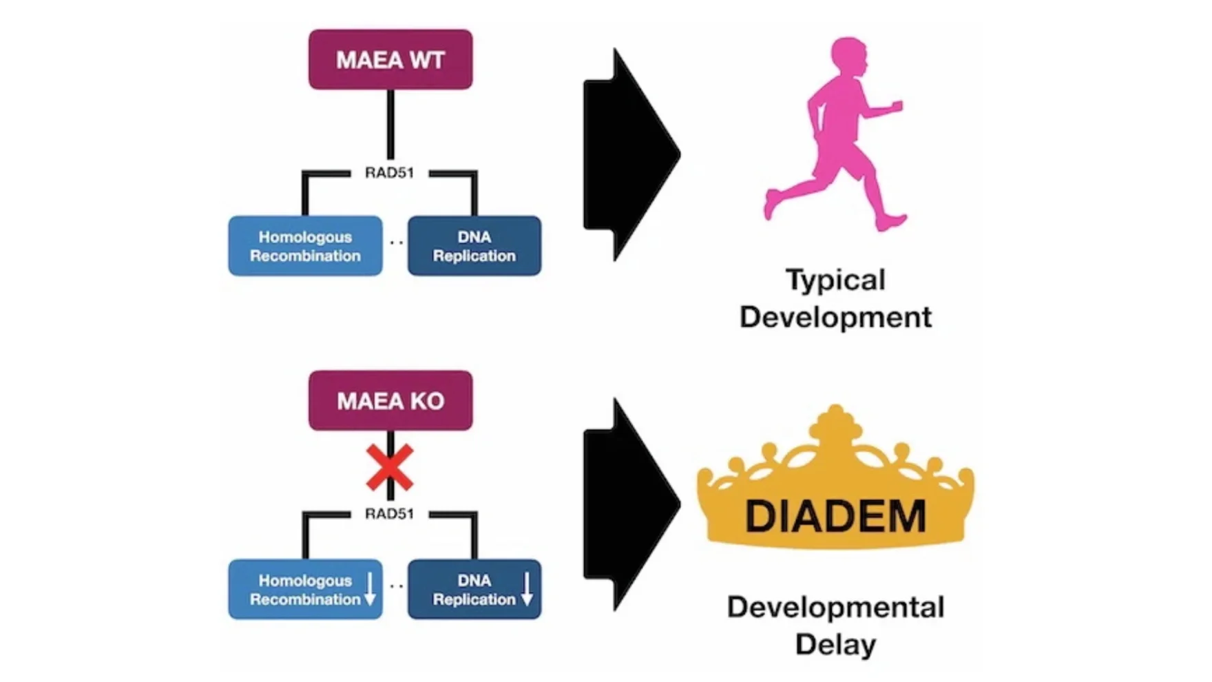 EMBO Molecular Medicine paper links MAEA to replication stress, DNA repair, and DIADEM