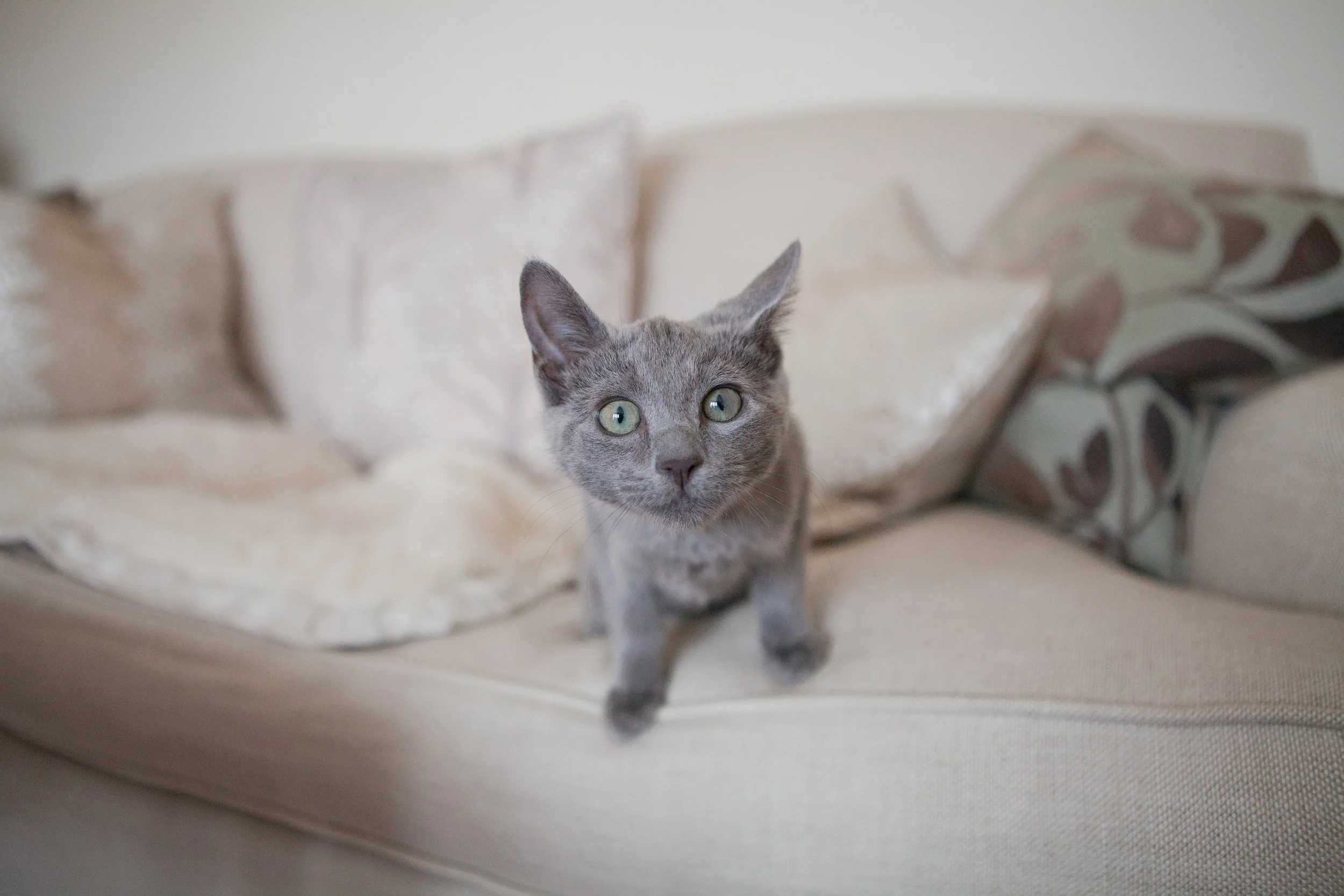 Willow, Russian Blue