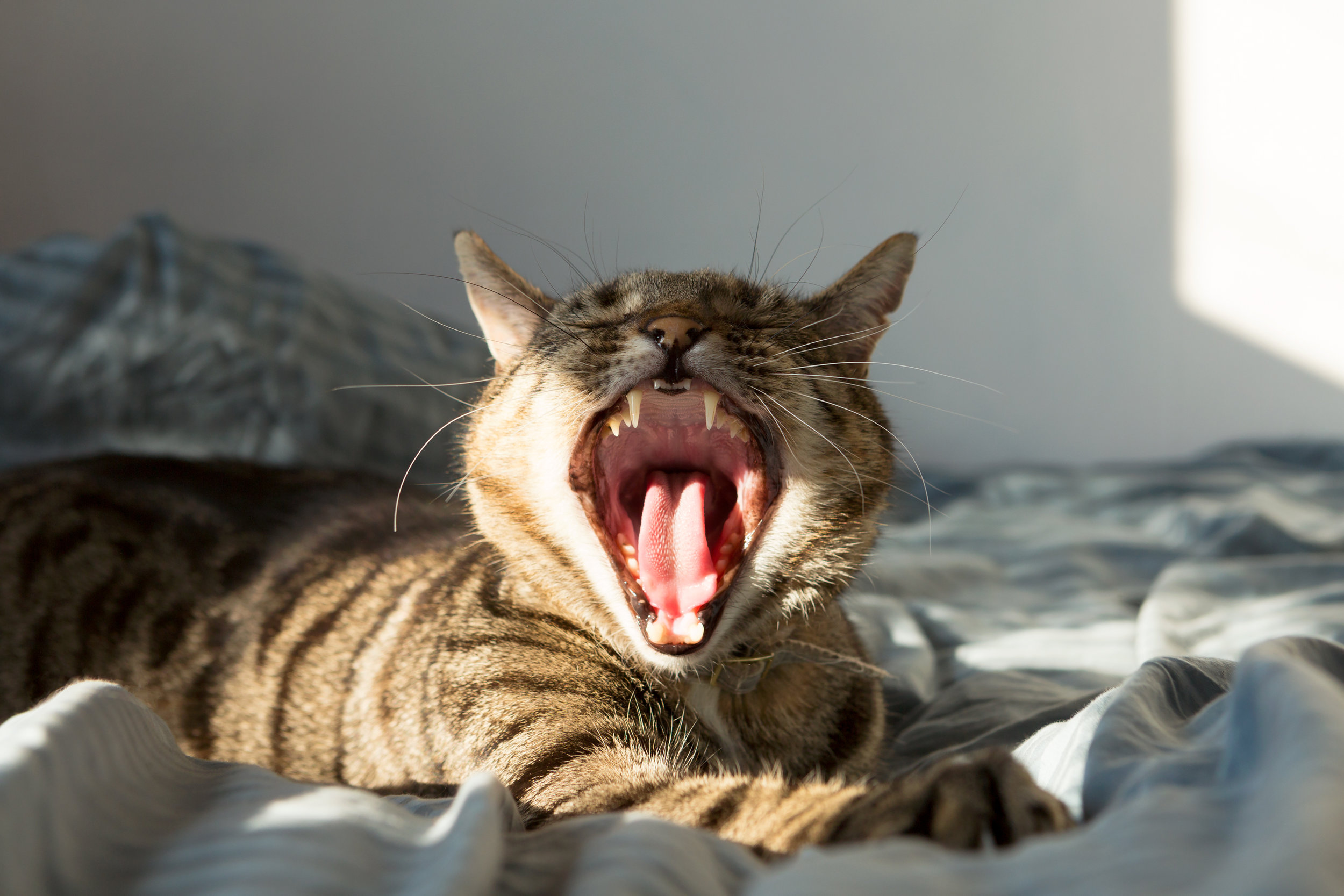 Louis Yawning