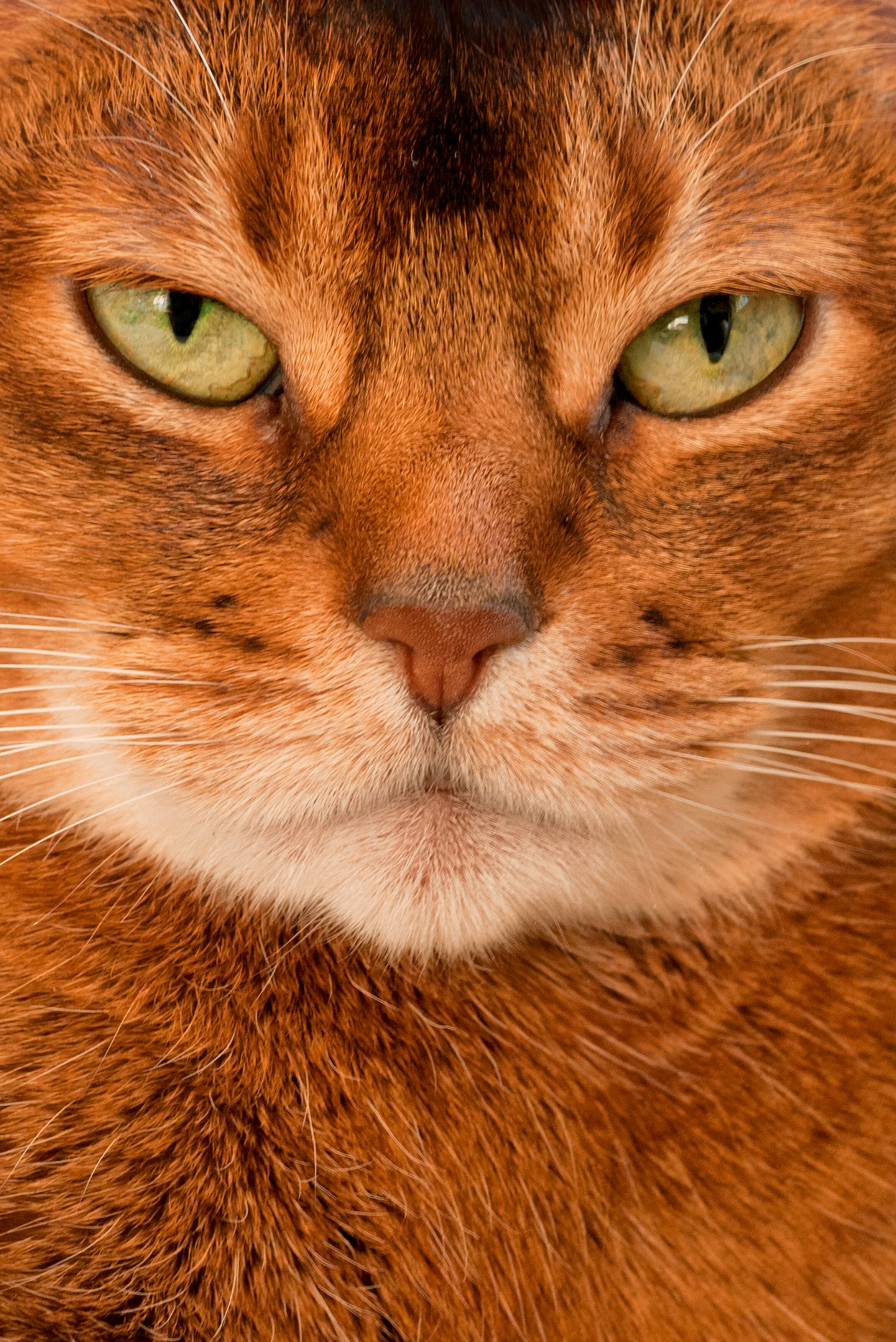 Coco_P1090260_5Crop_V2_F.jpg