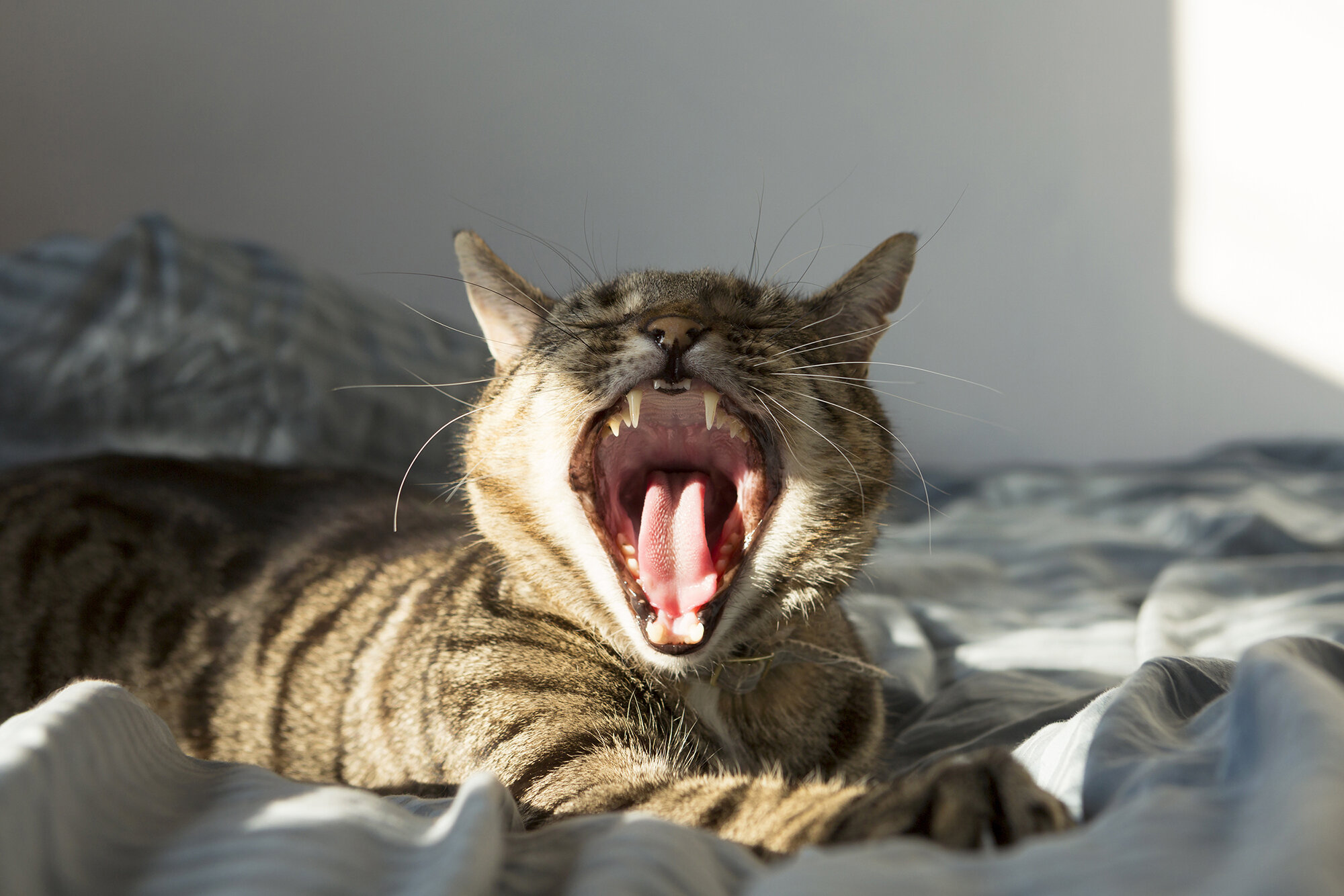 Louis Yawning