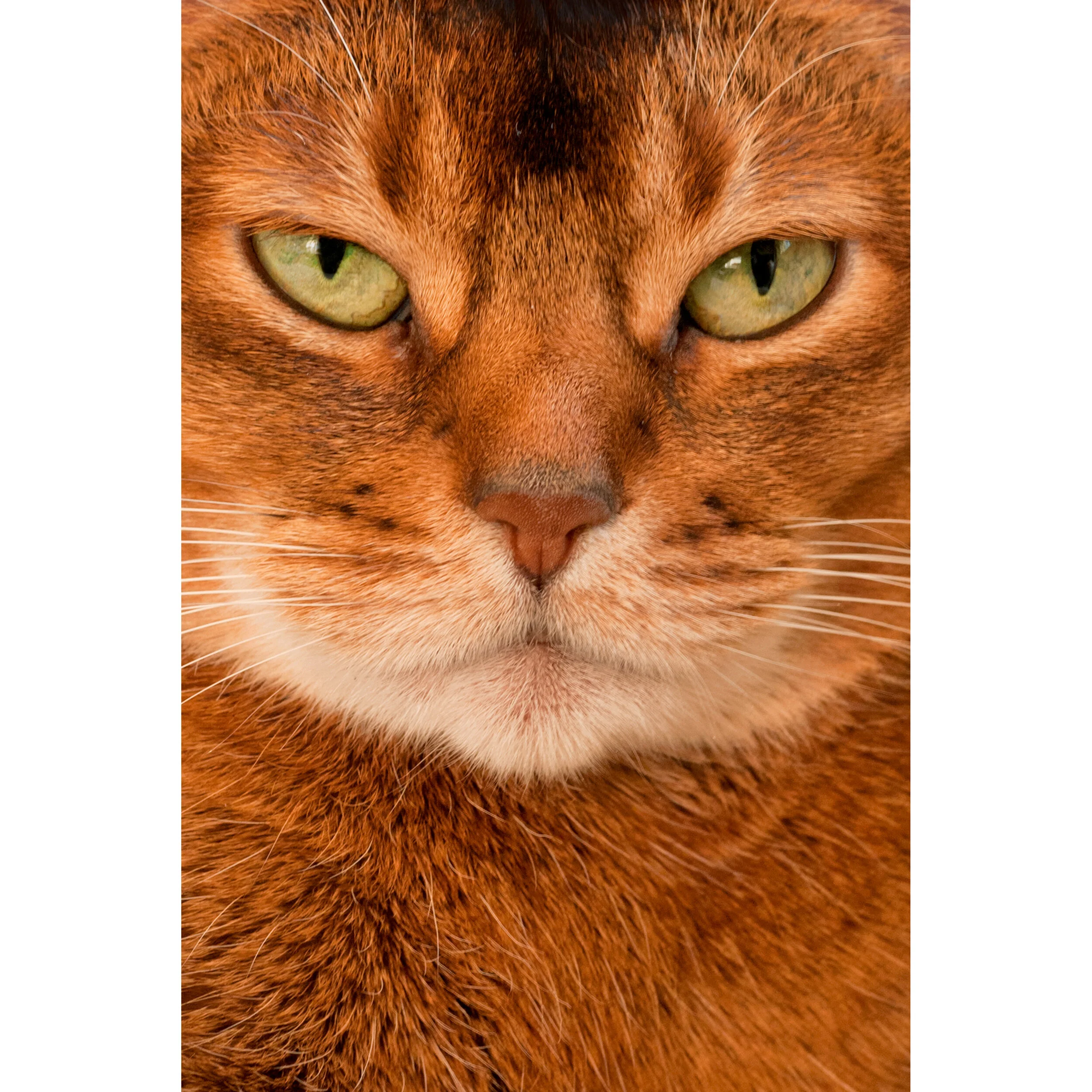 Coco_P1090260_5Crop_V2_F.jpg
