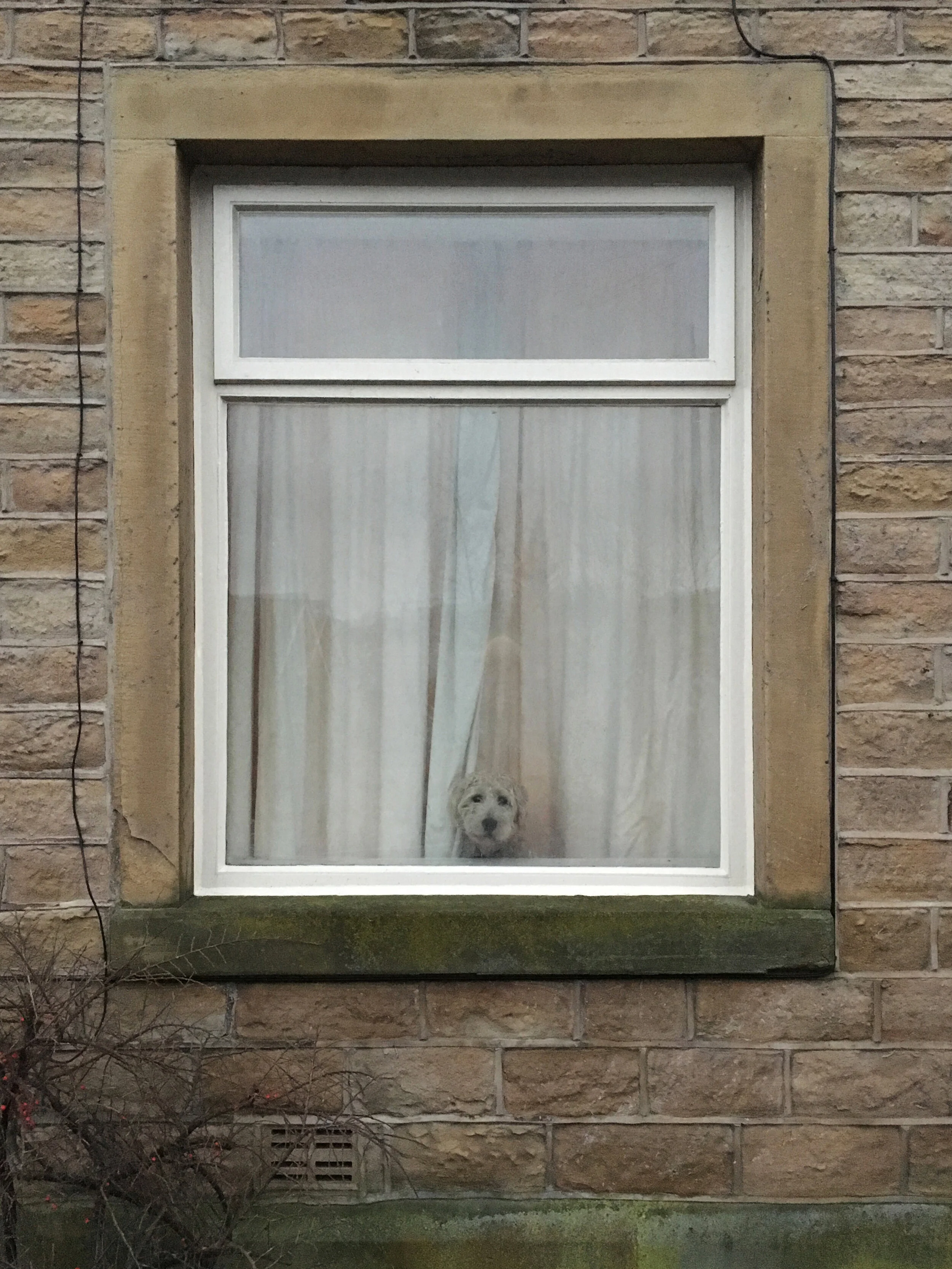 Dog_in_Window_RV_2020.jpg