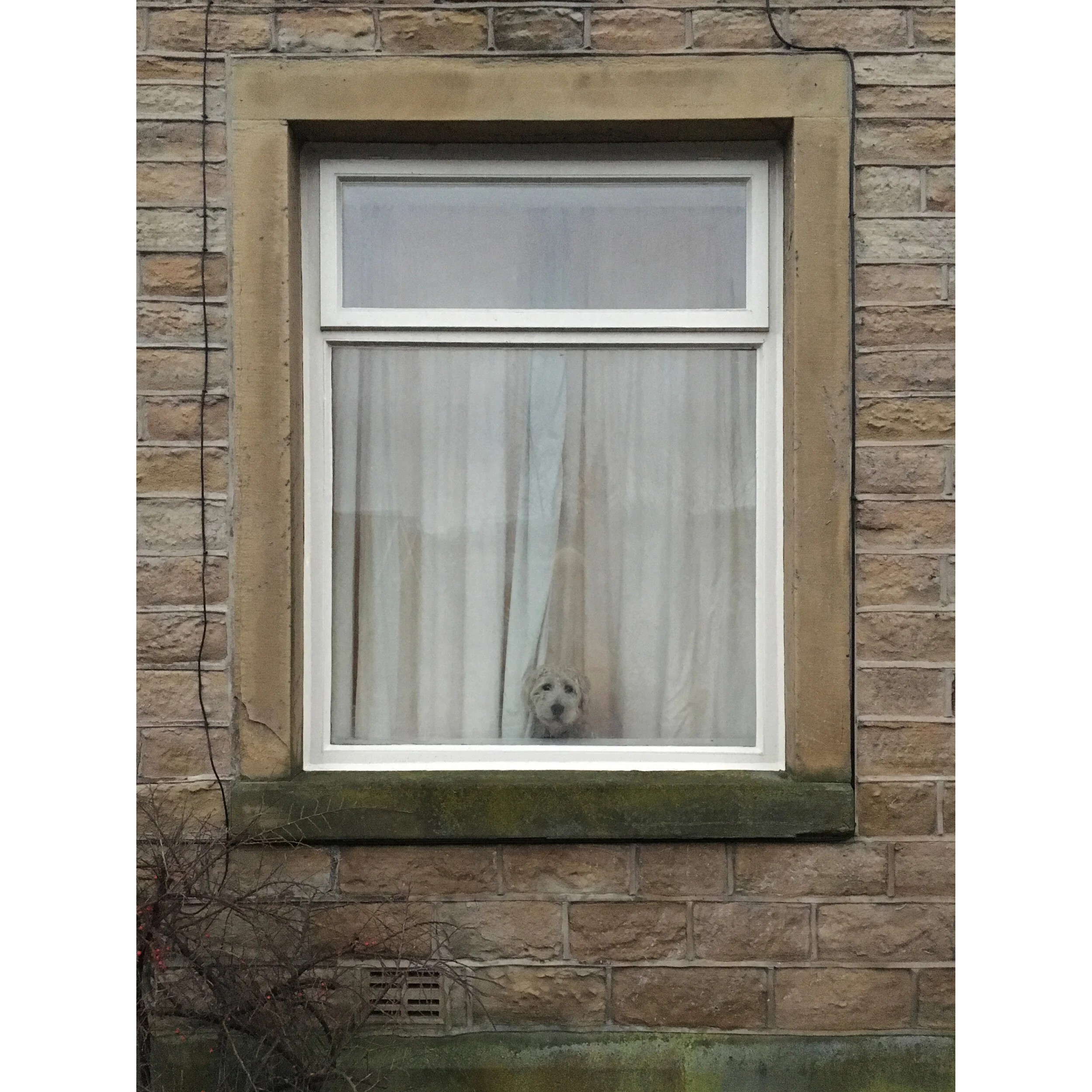 Dog_in_Window_RV_2020.jpg