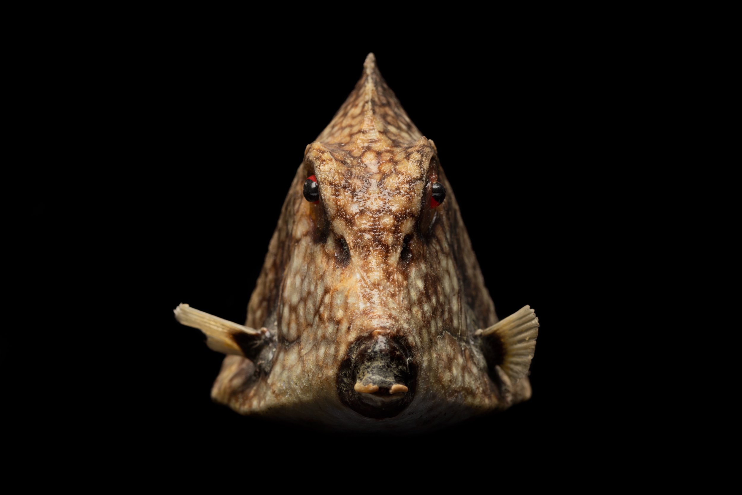 Angler Fish, Bagshaw Museum