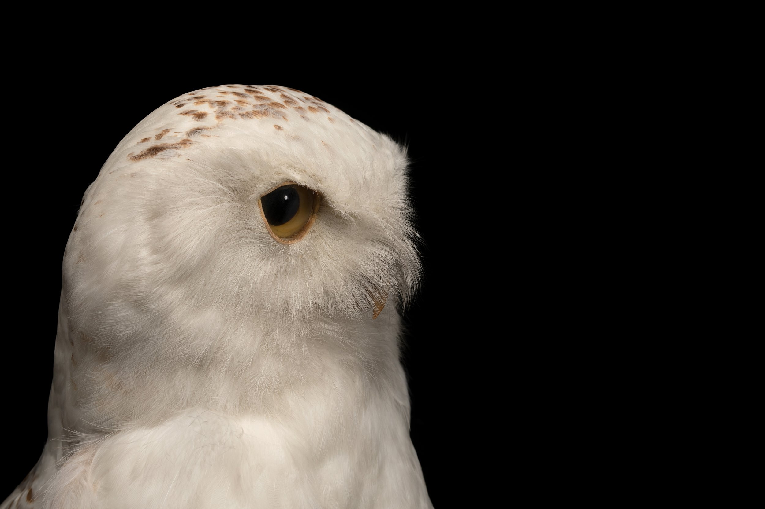 Snowy Owl, Bagshaw Museum