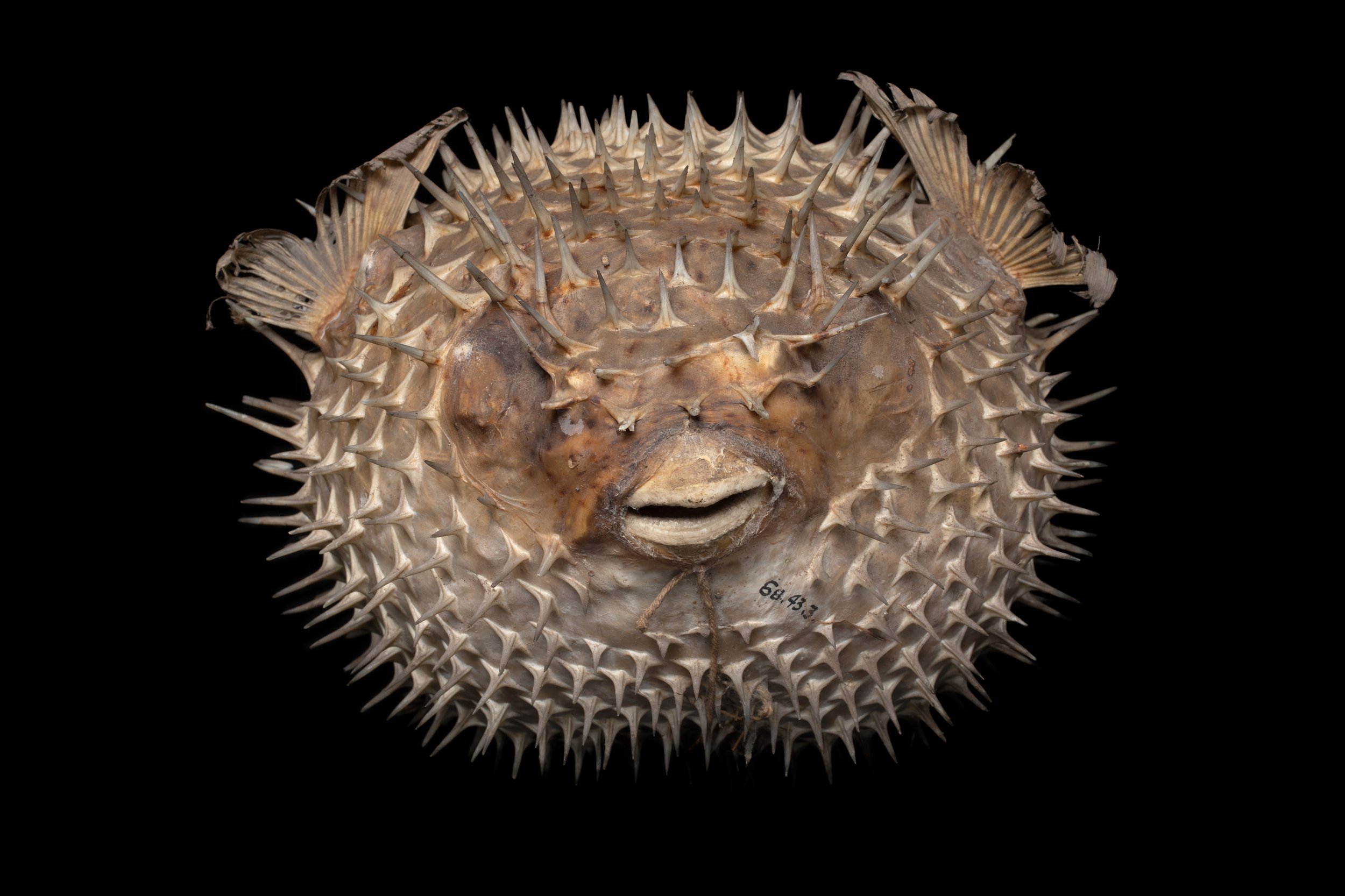 Puffer Fish, Tolson Museum