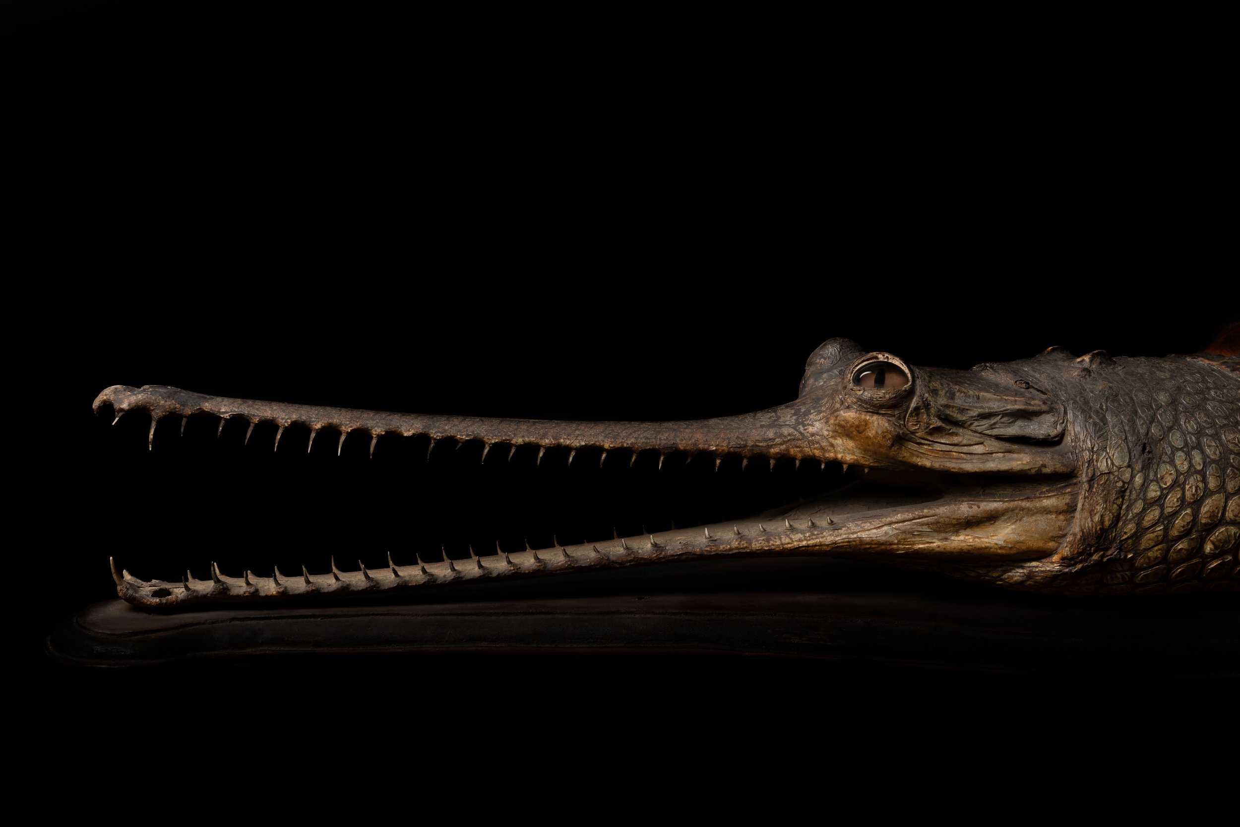 Gharial Crocodile, Bagshaw Museum