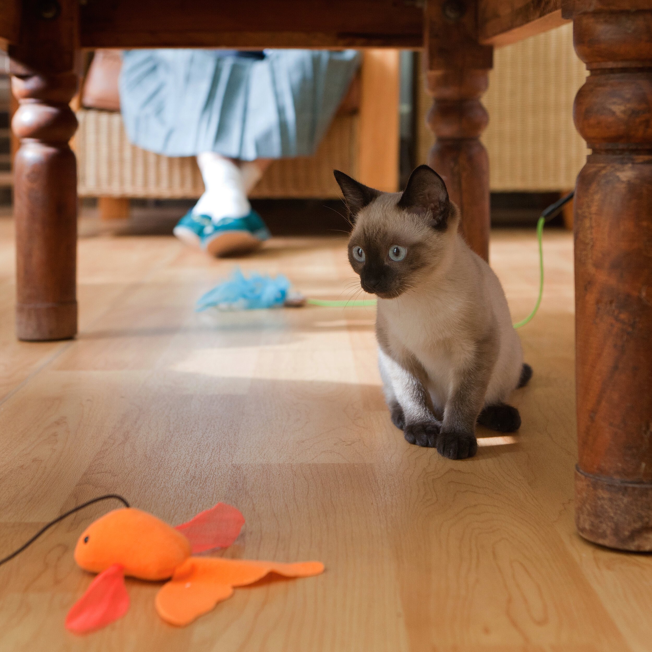 Therapy Cat Visit