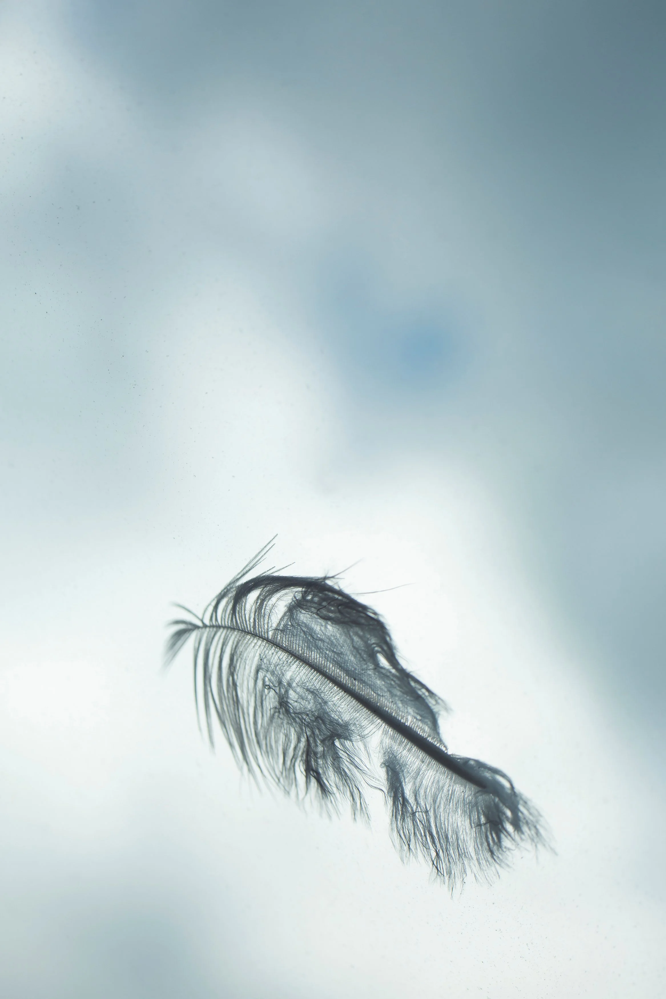 Olivia_Hemingway_Lockdown_Feather_1.jpg