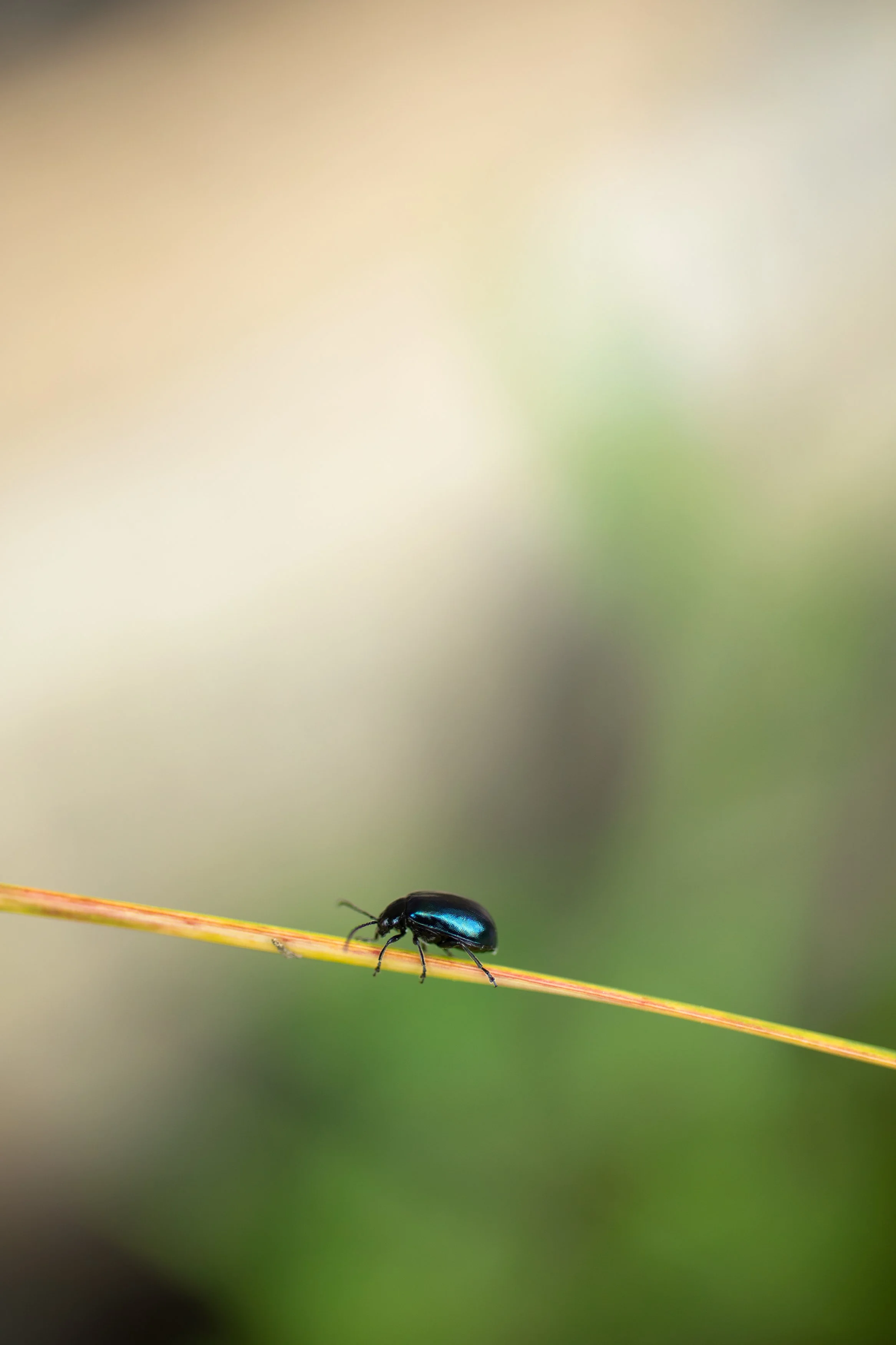 Beetle_5.7.2_F_1.jpg