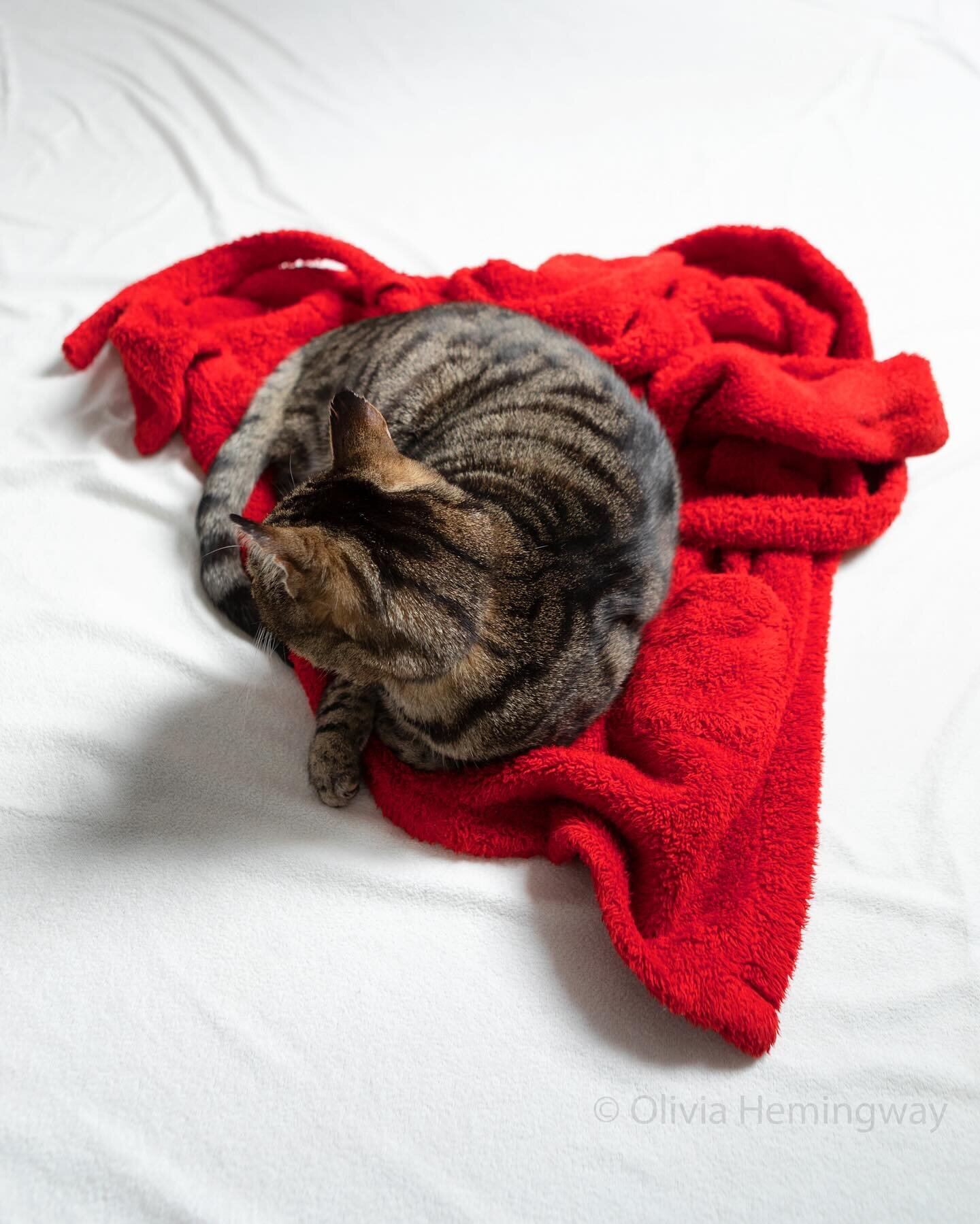 When your cat gets cosy on a vaguely heart shaped red gown and it seems like a moment to capture. Happy to say this image is now available to license through @millennium_images ❤️
Happy Valentine&rsquo;s Day whoever you spend it with 😻

#millennium_