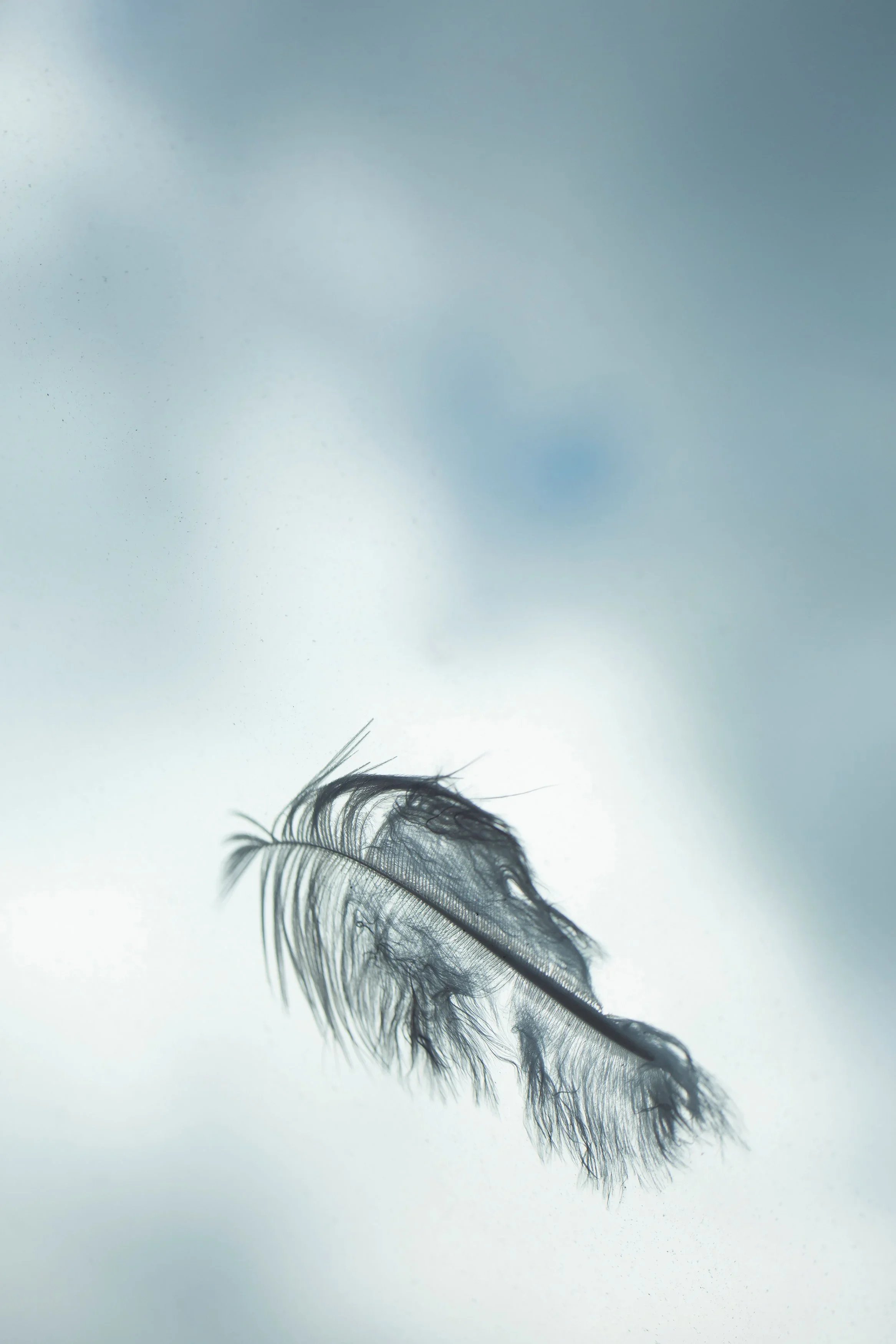 Lockdown Feather 2020