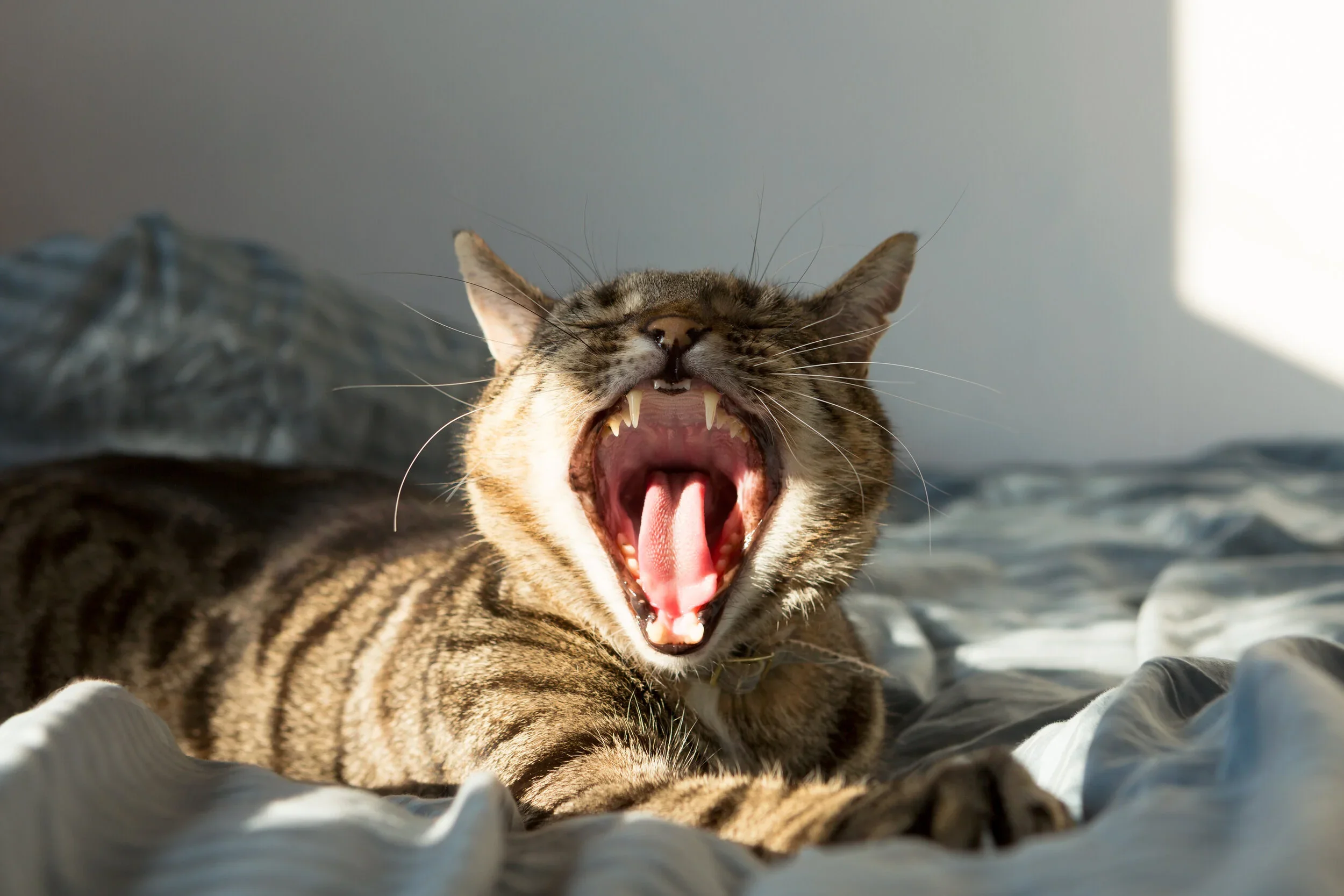 Louis Yawning, 2018