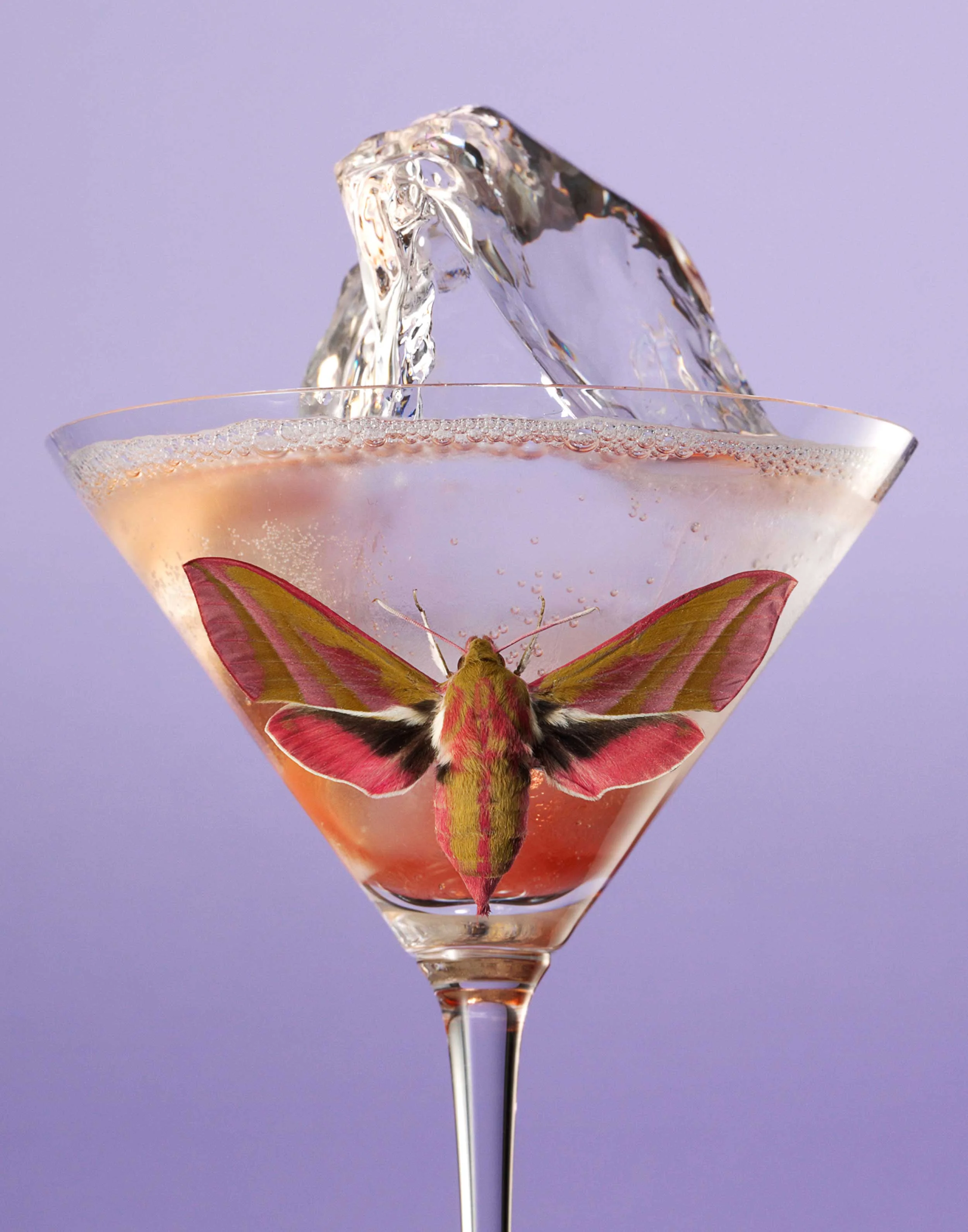 Moth-Cocktail---Purple-Ice-FRTc11x14.jpg