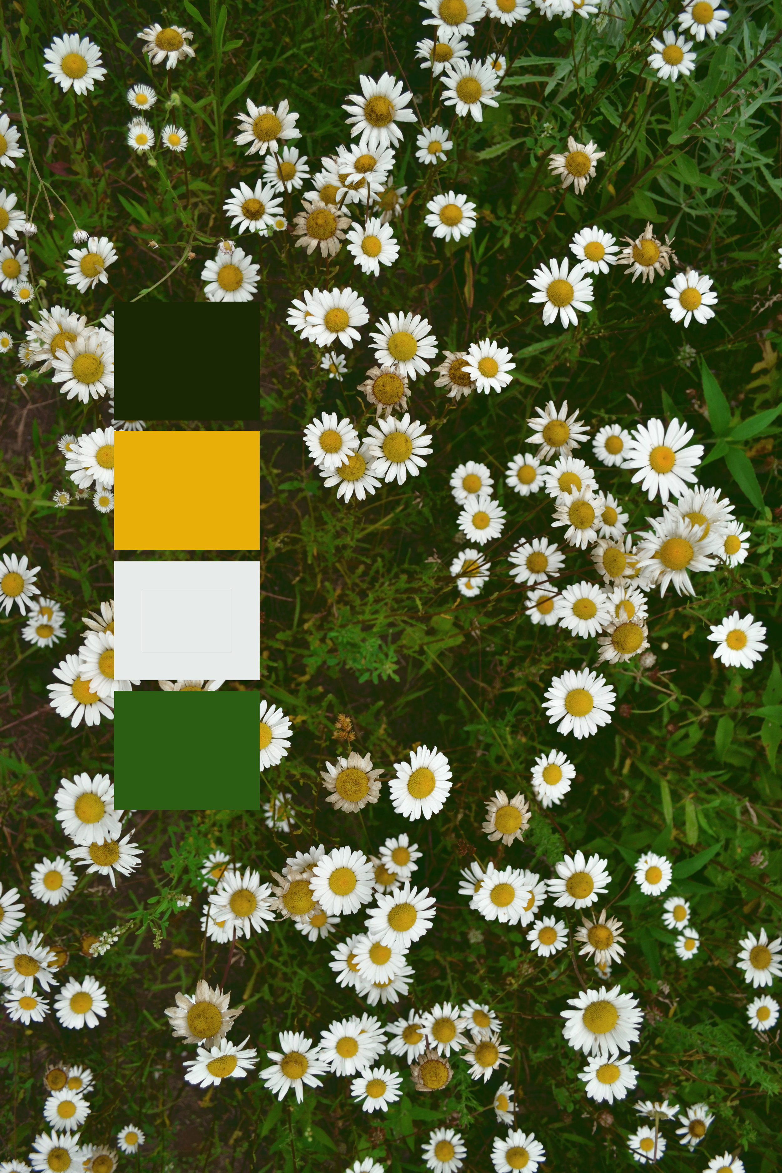 floweres copy.jpg