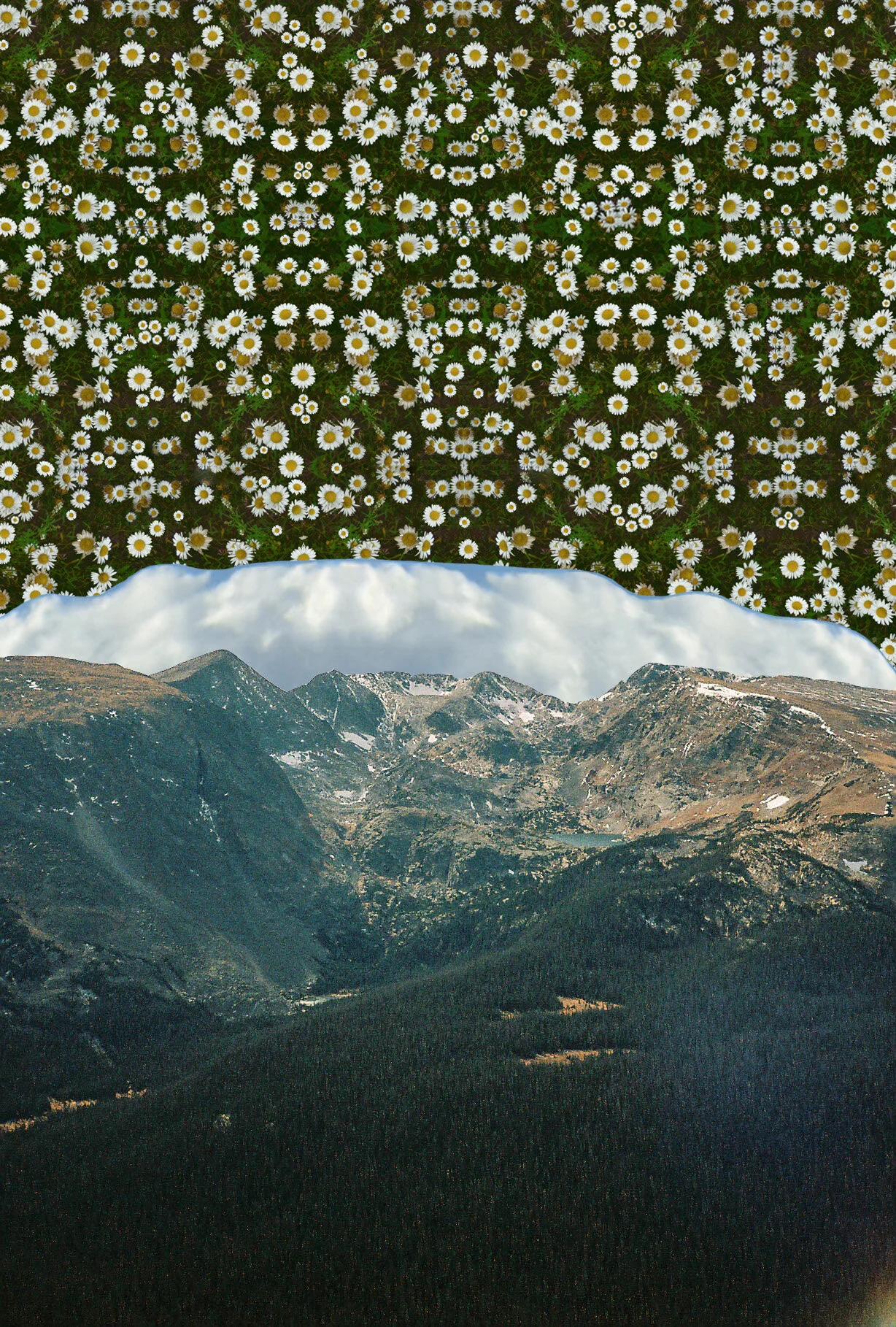 edited flowers3.jpg