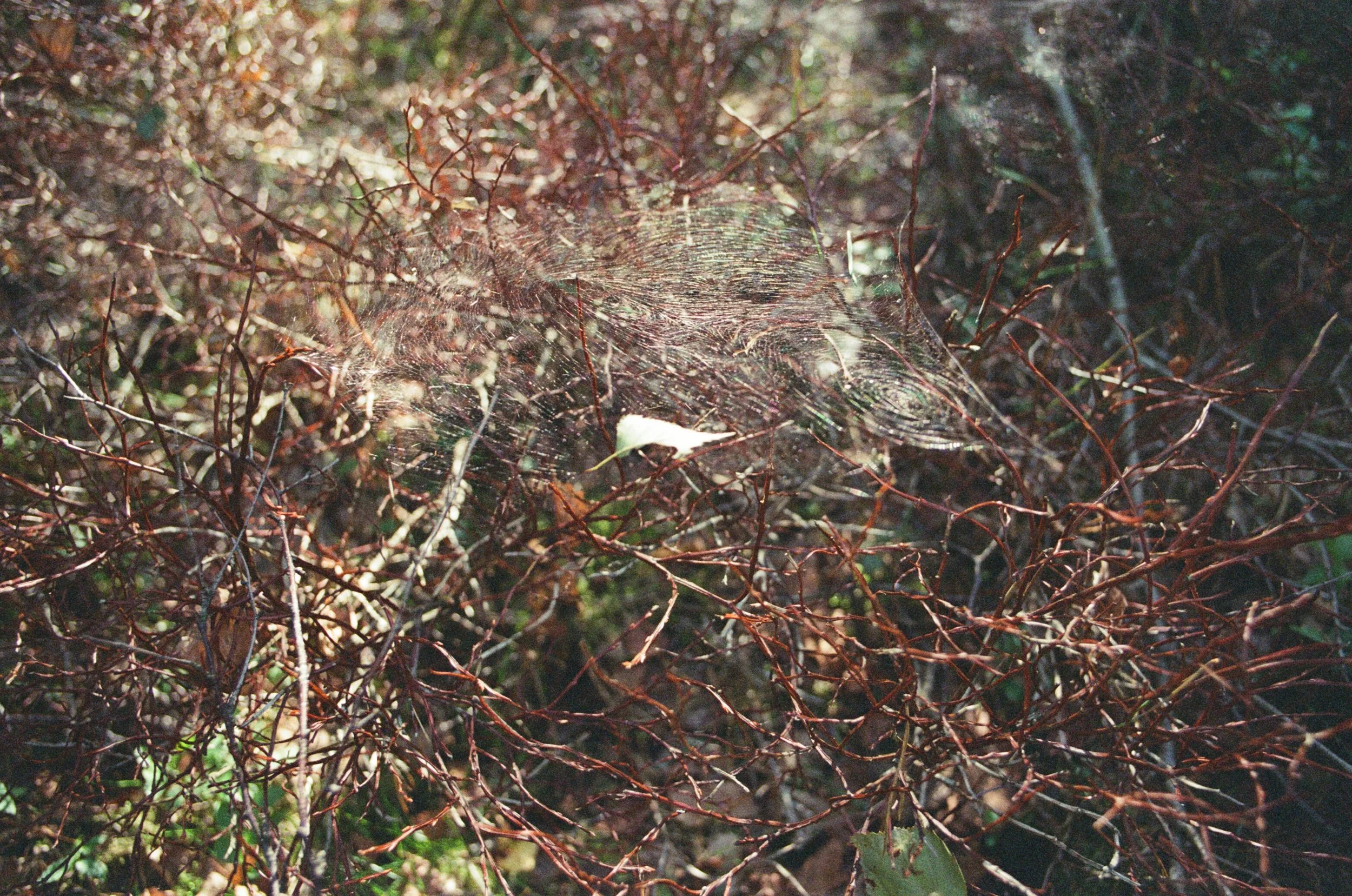 35mm color photograph, 2013 function $th_doReturn(a){var b=document.getElementById('$th_texthelpReturnValueID');b!=null&&(b.setAttribute('result',a),a=document.createEvent('Events'),a.initEvent('$th_texthelpReturnEvent',!0,!1),b.dispatchEvent(a))}; function rw_sendSocketMessage(aData){$th_doReturn(aData);};