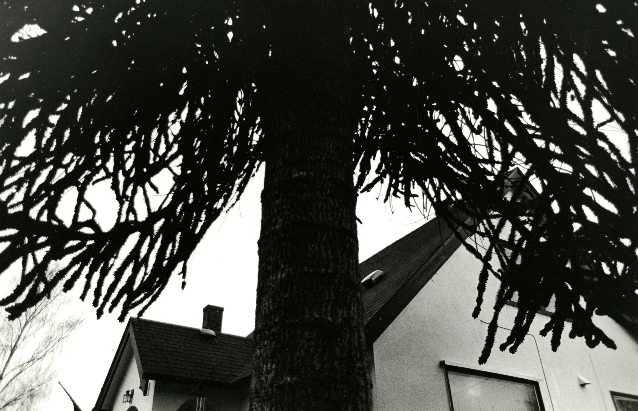 35mm black and white photograph, 2012