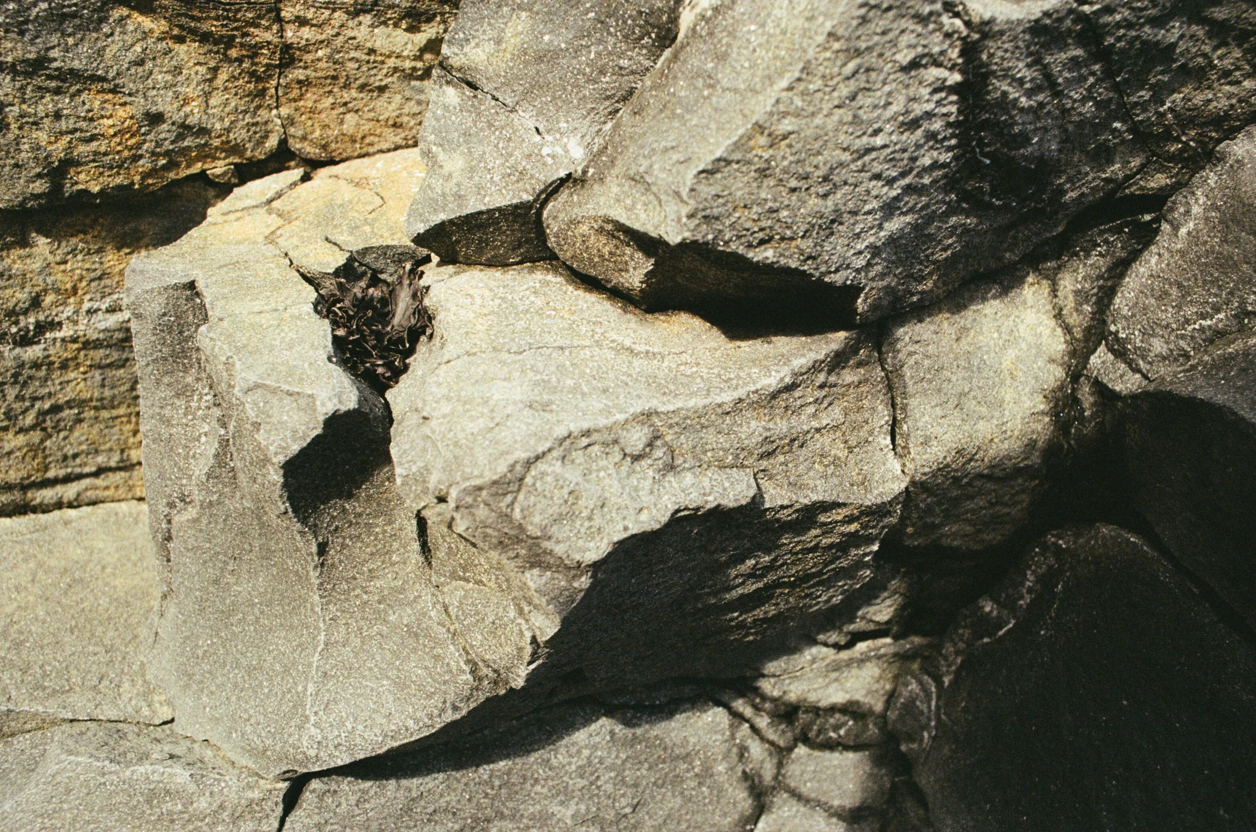 35mm color photograph, 2013