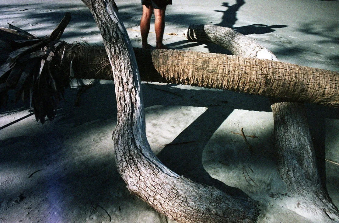 35mm color photograph, 2016