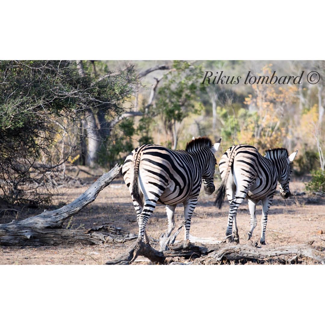 zebra.jpg