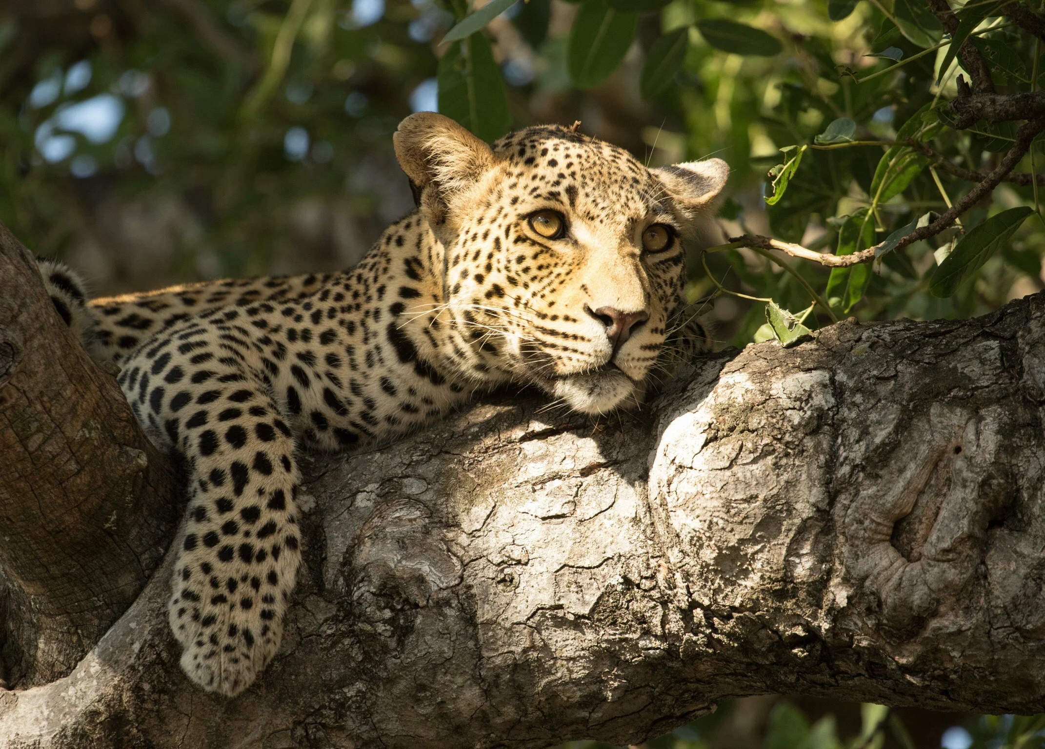   This was the first time I saw this young male leopard. Found him in a sausage tree watching his father. It is not often you get to see a leopard in a tree let alone another one right under it. This amazing sighting allowed me to photograph this leo