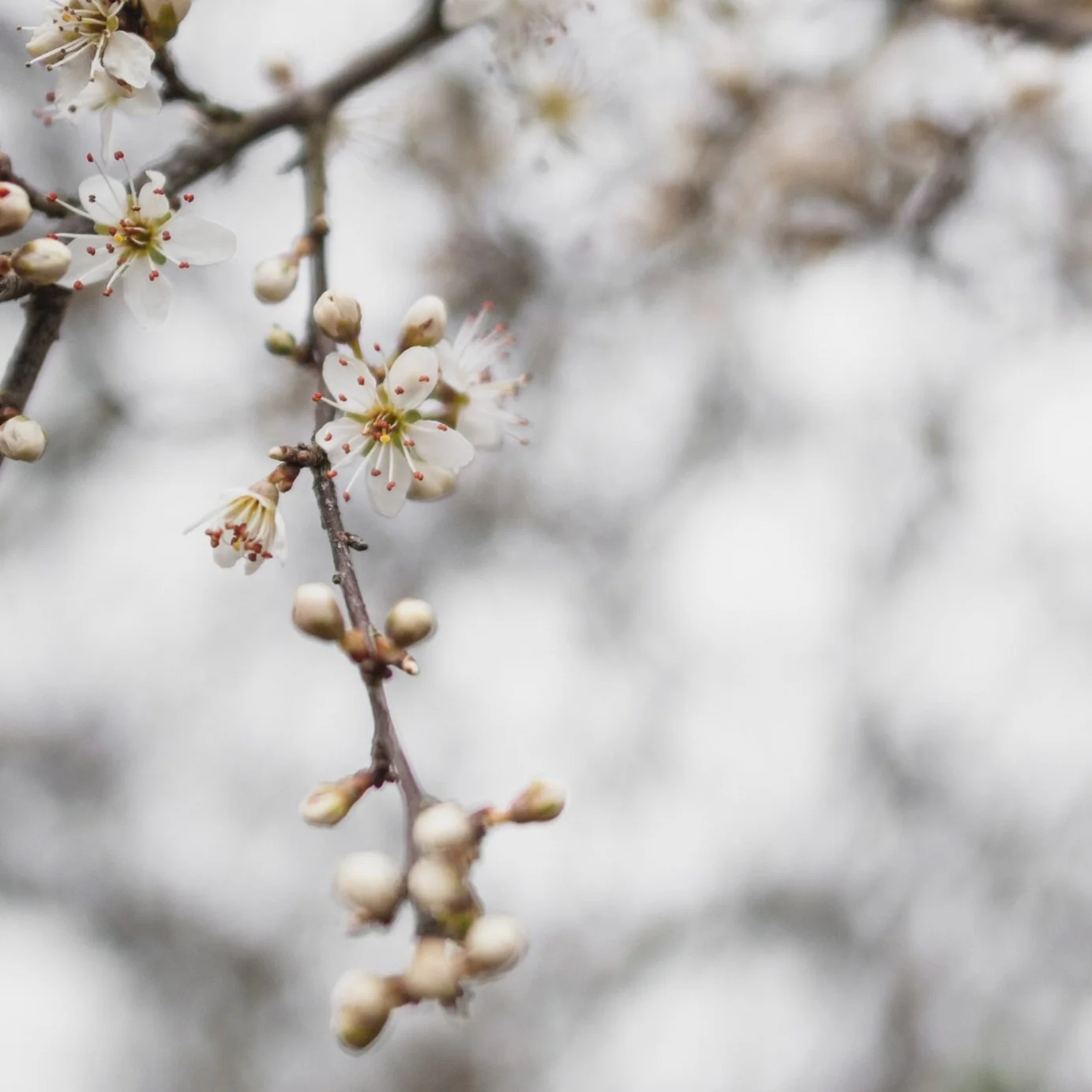 Three ways to Embrace spring