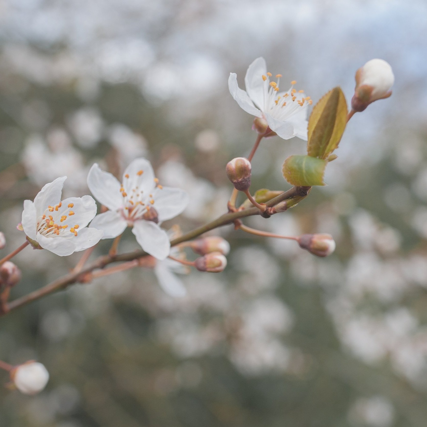 Cherry+blossom+3.jpg