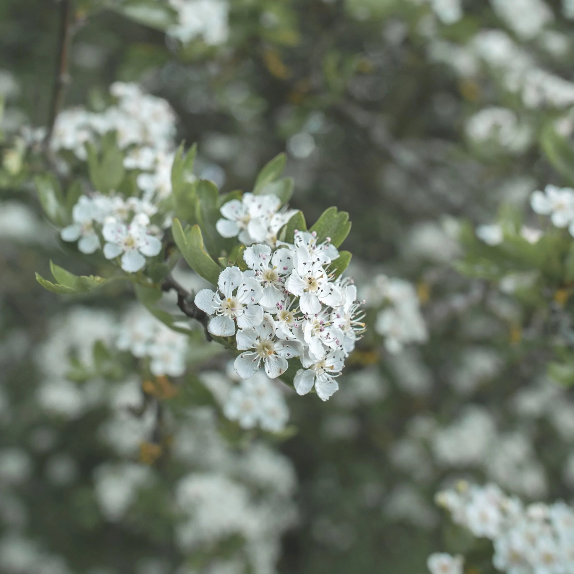 Hawthorn Tree Symbolism &amp; Mythology