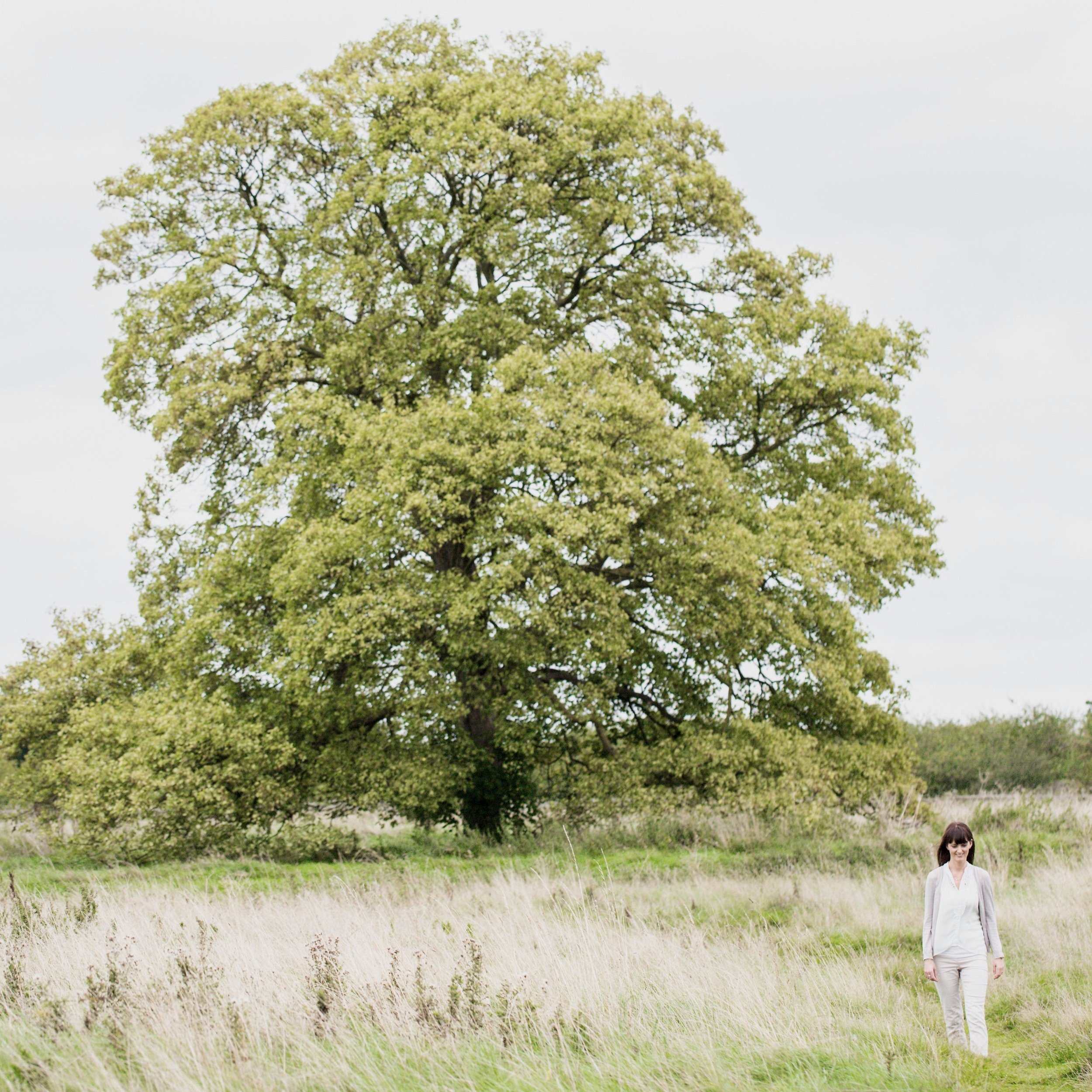 What is my Birth Tree? A Beginner’s Guide to Celtic Birth Trees and Symbols