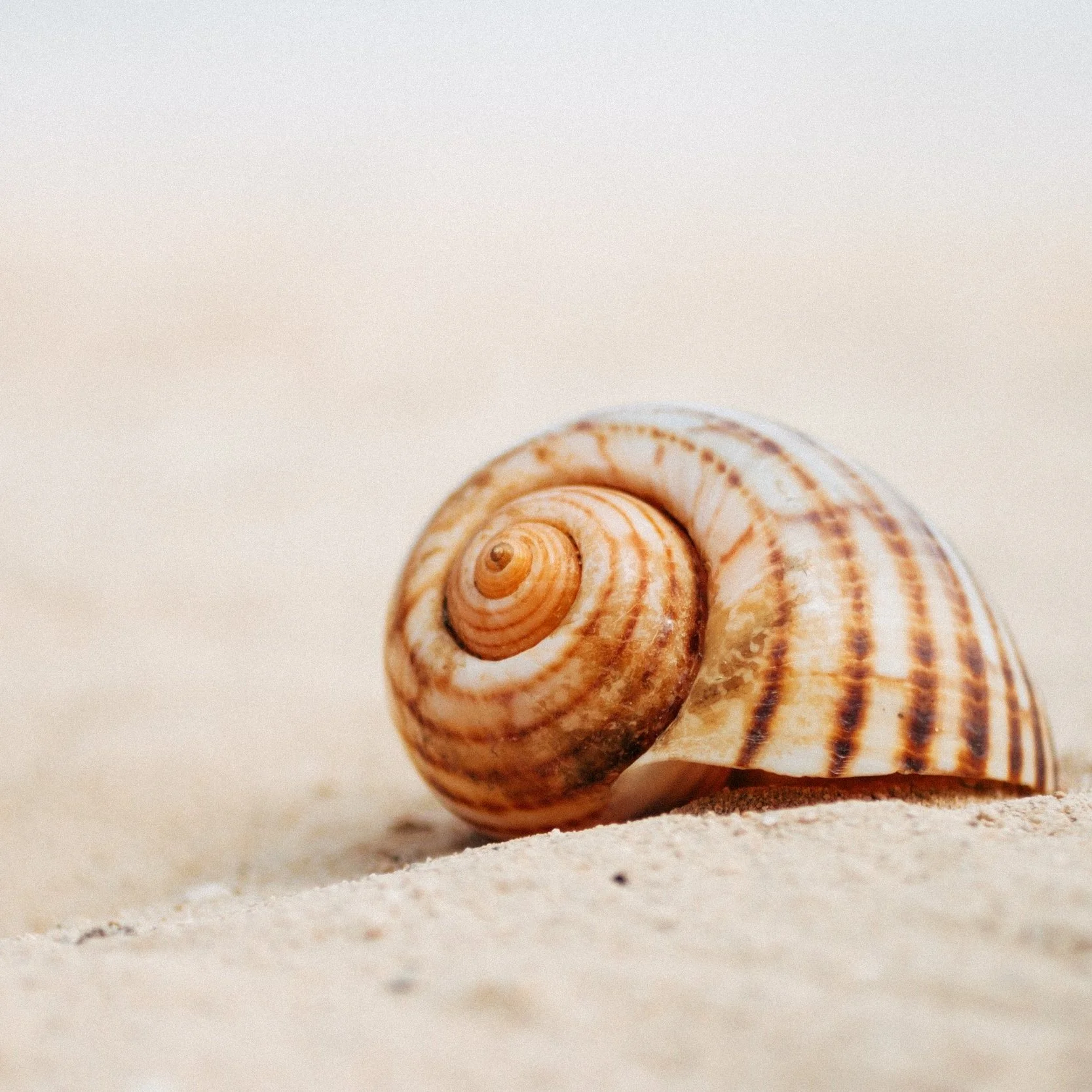 The Beauty of British Seashells: A Closer Look at our Most Common Seashells