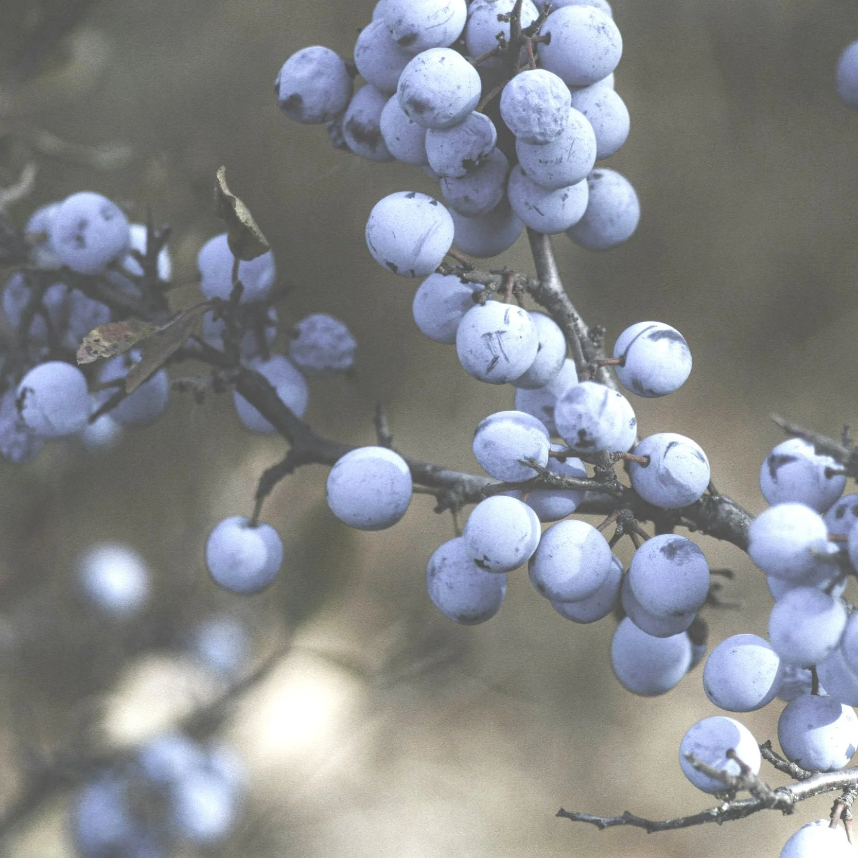 A Guide to Autumn Foraging in the UK