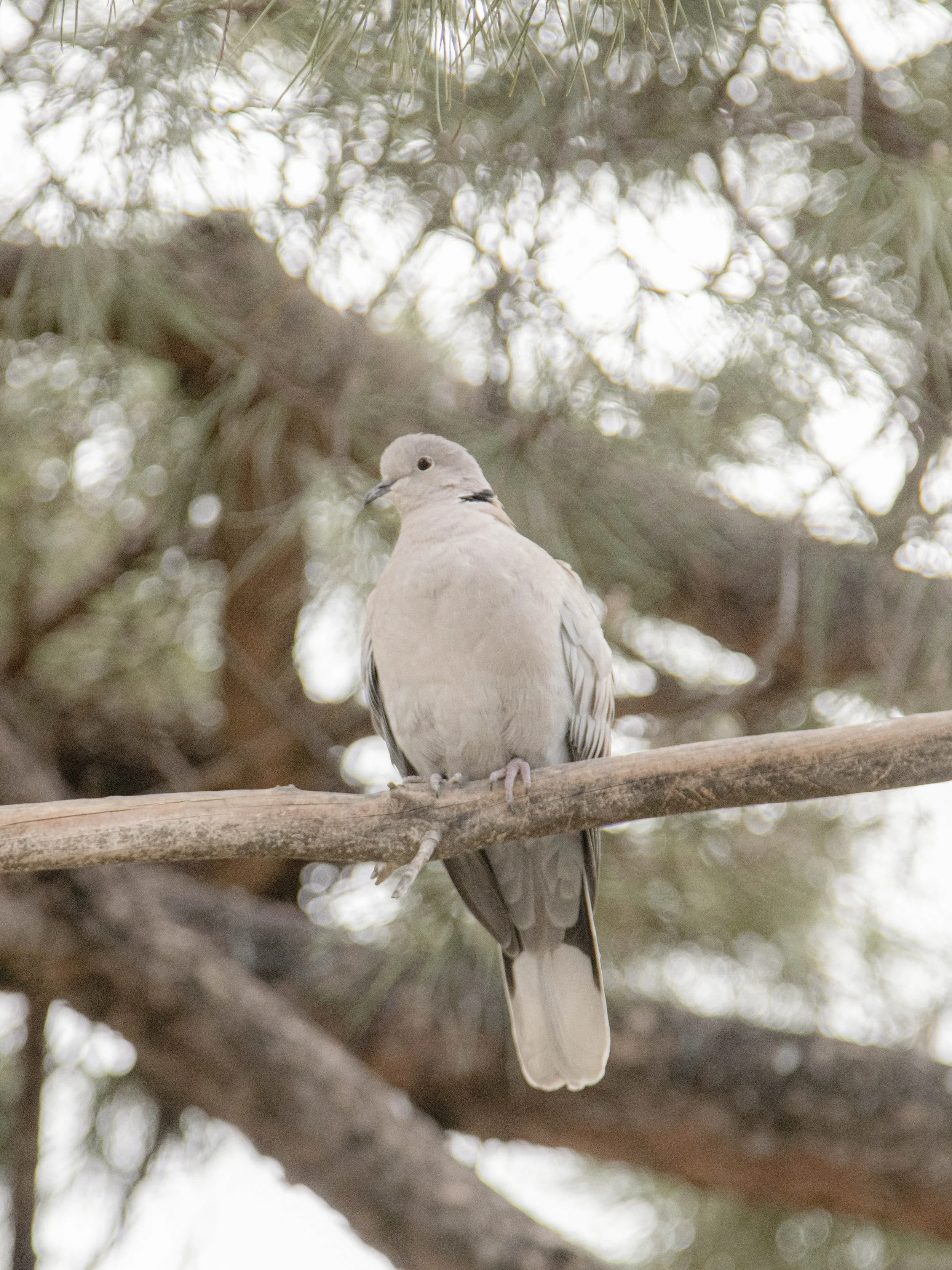 The Turtle Dove: A Symbol of Enduring Love, Hope &amp; Freedom