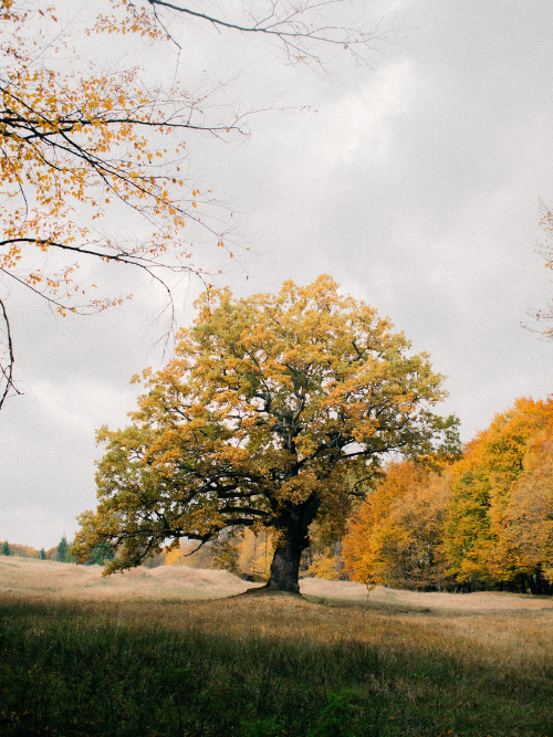 Celtic Tree Wisdom. The Oak Tree: Duir