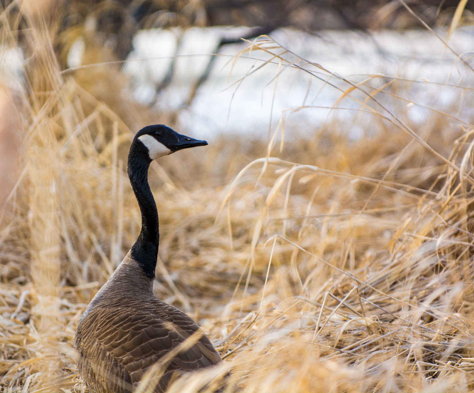 Goose in the brush