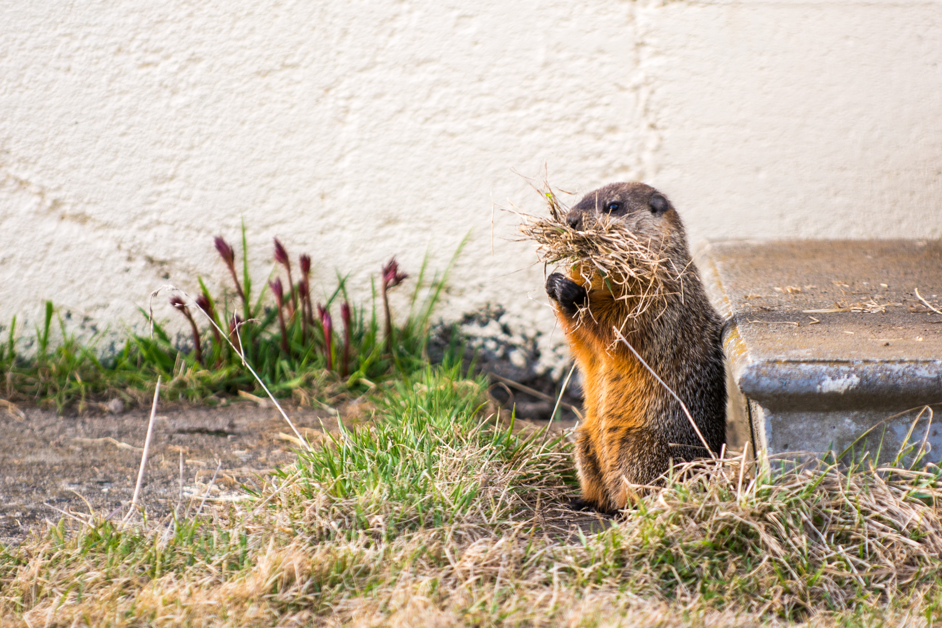 Groundhog nesting