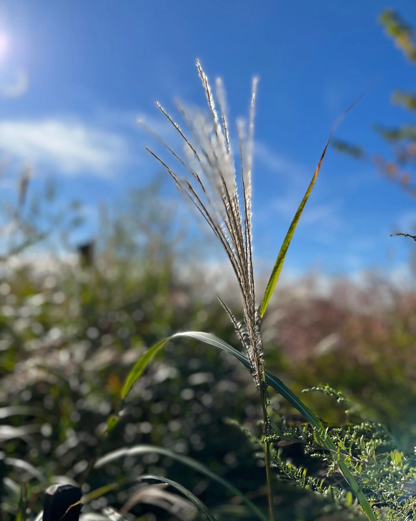 1392E0D4-4F8A-42B2-98D1-05B226B88AE1.jpeg