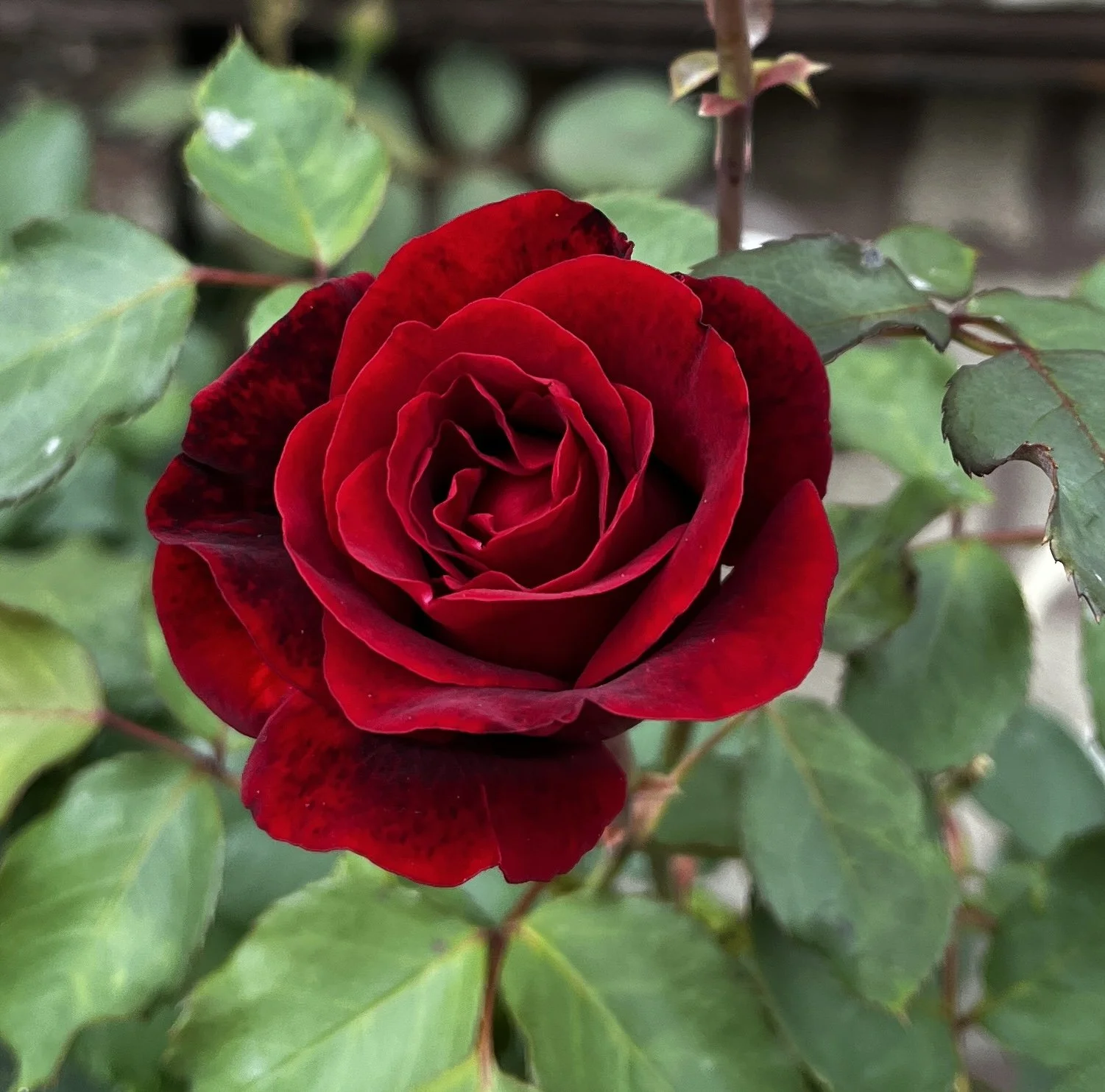 IMG_5750.jpeg