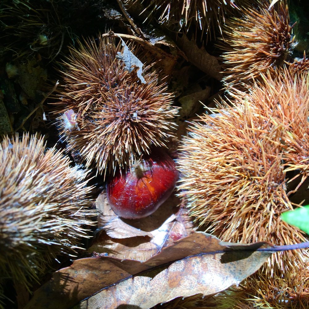  Hunting for chestnuts in Le Taillan-Médoc 