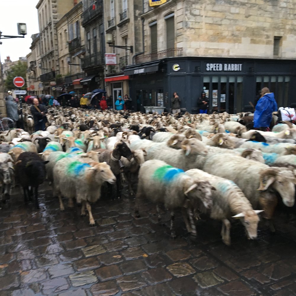  Transhumance, 1000 sheep rambling down my street 