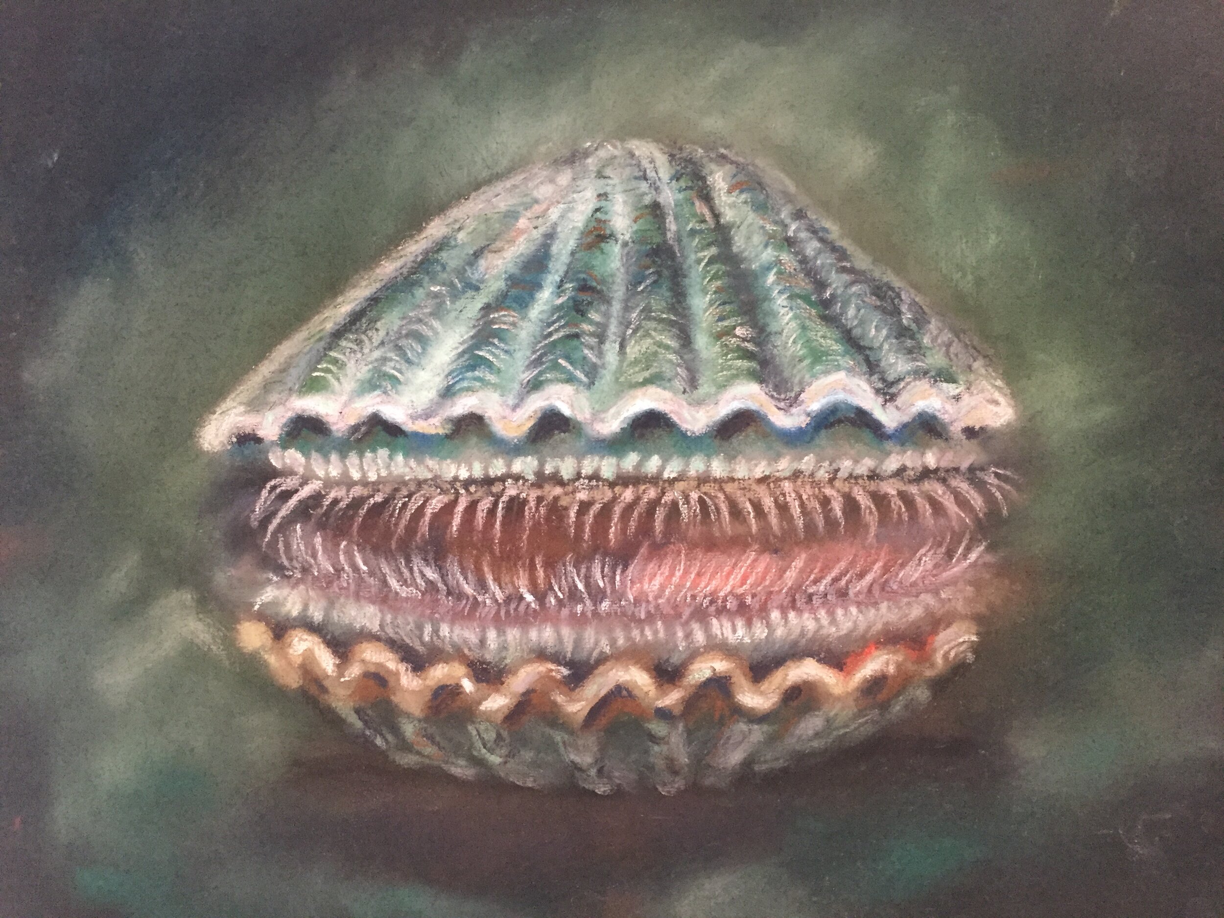  Clam, 2020, pastel on paper, 13” X 16” 