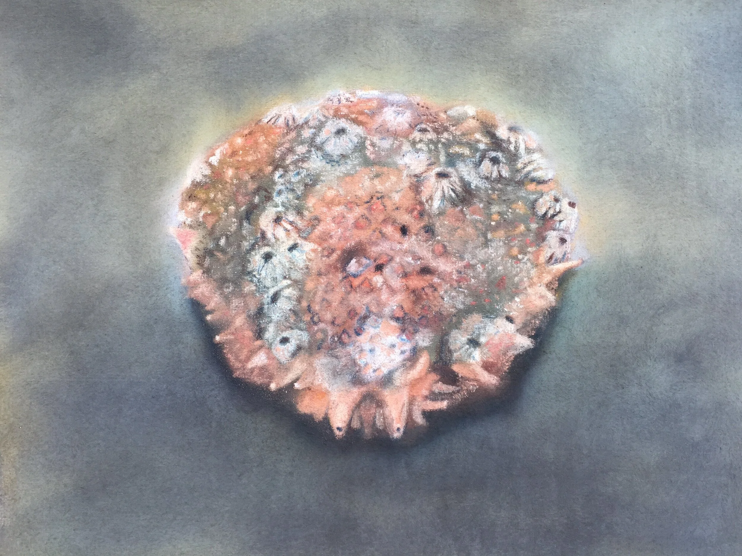  Spider crab III, 2020, pastel on paper, 13” X 16”  