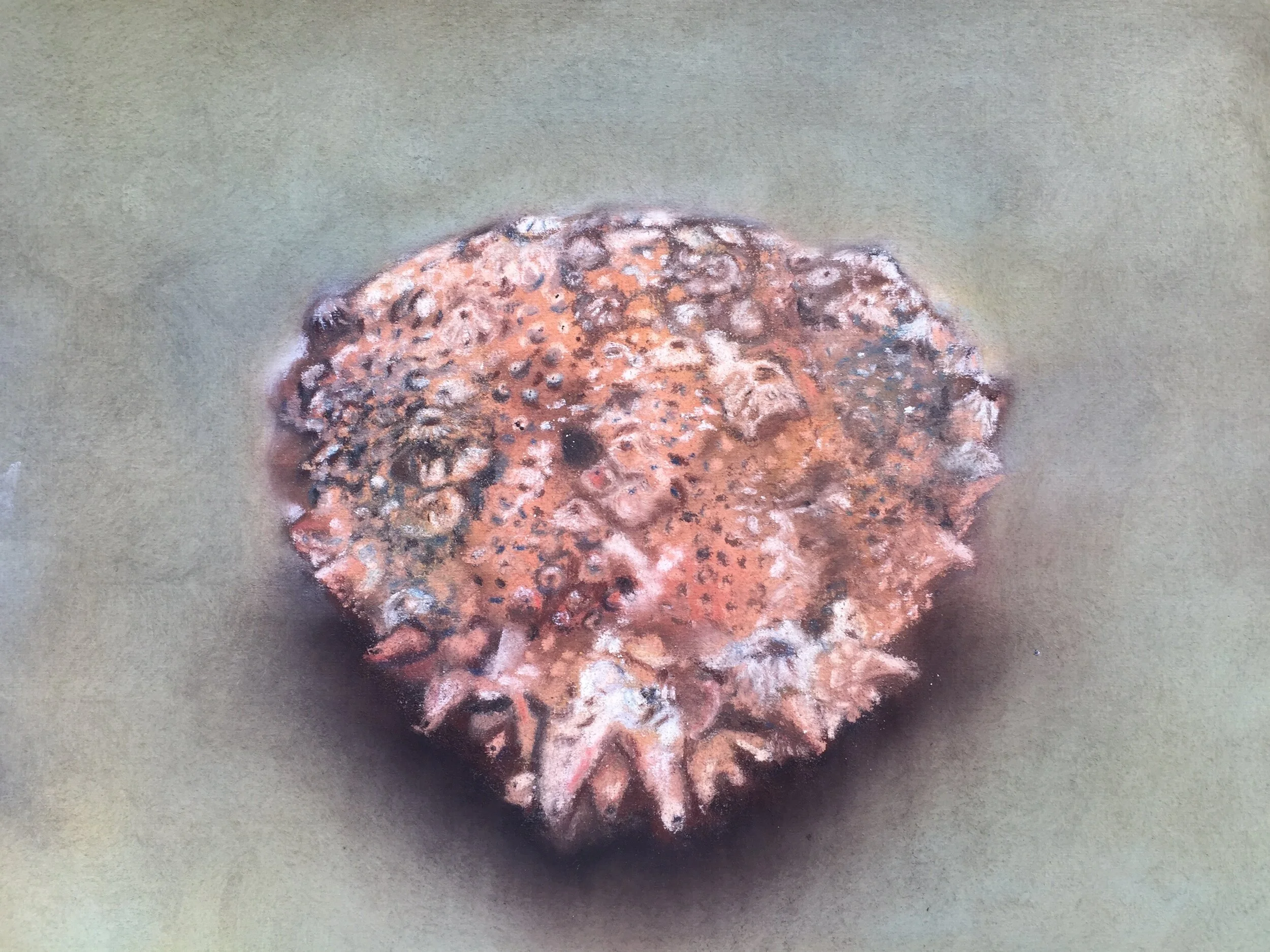  Spider crab IV, 2020, pastel on paper, 13” X 16”  