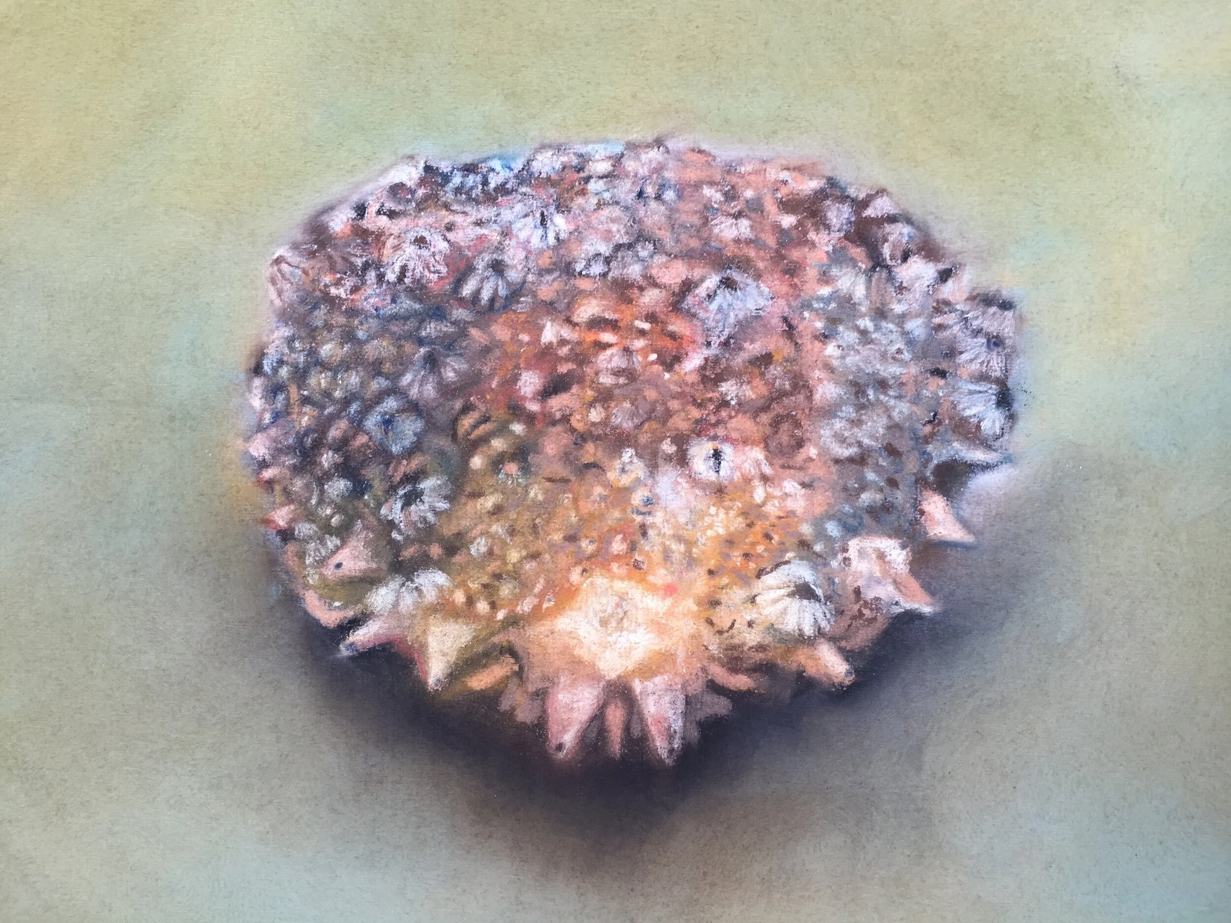  Spider Crab II, 2020, pastel on paper, 13” X 16”  