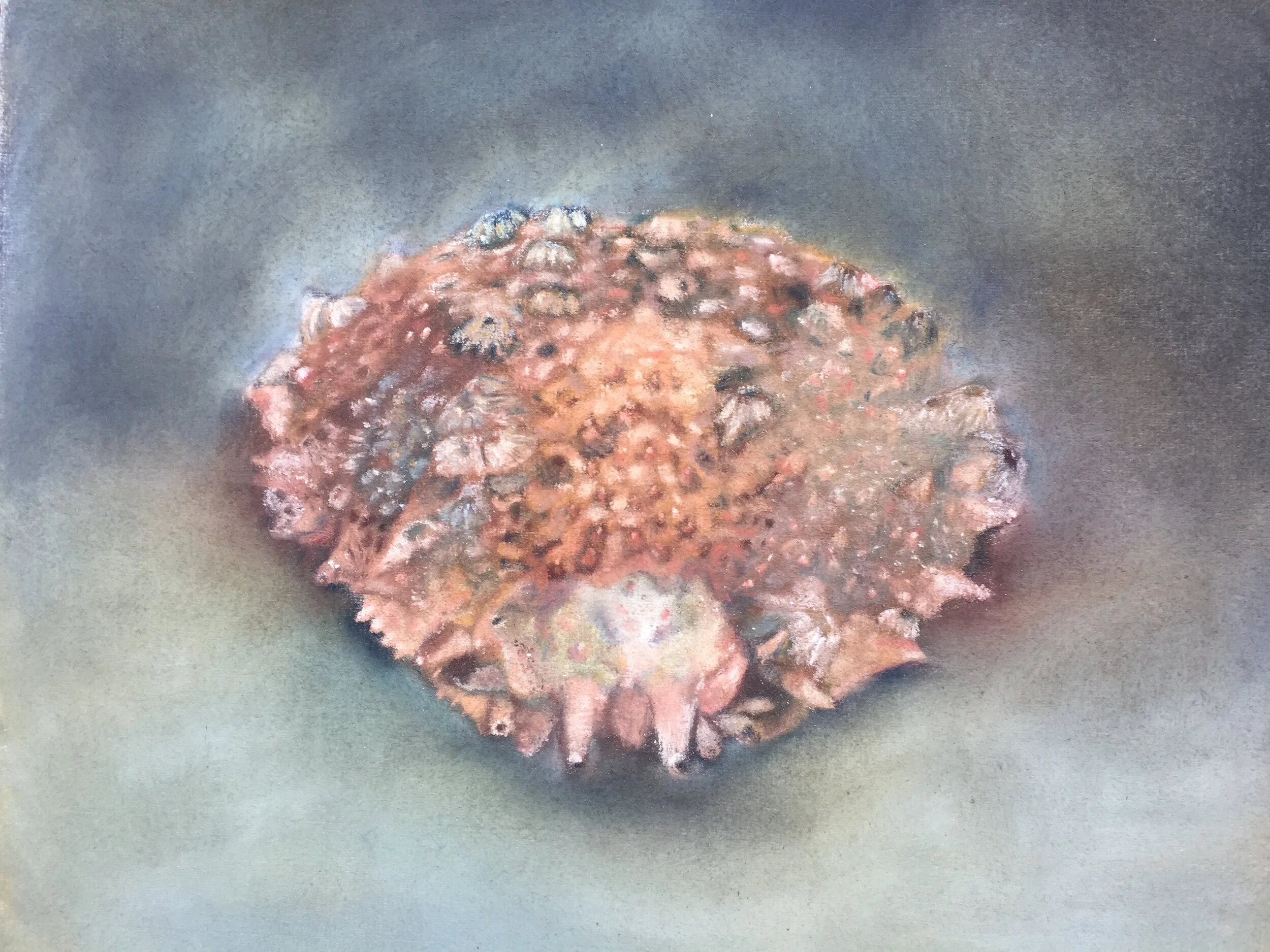  Spider Crab I, 2020, pastel on paper, 13” X 16”  