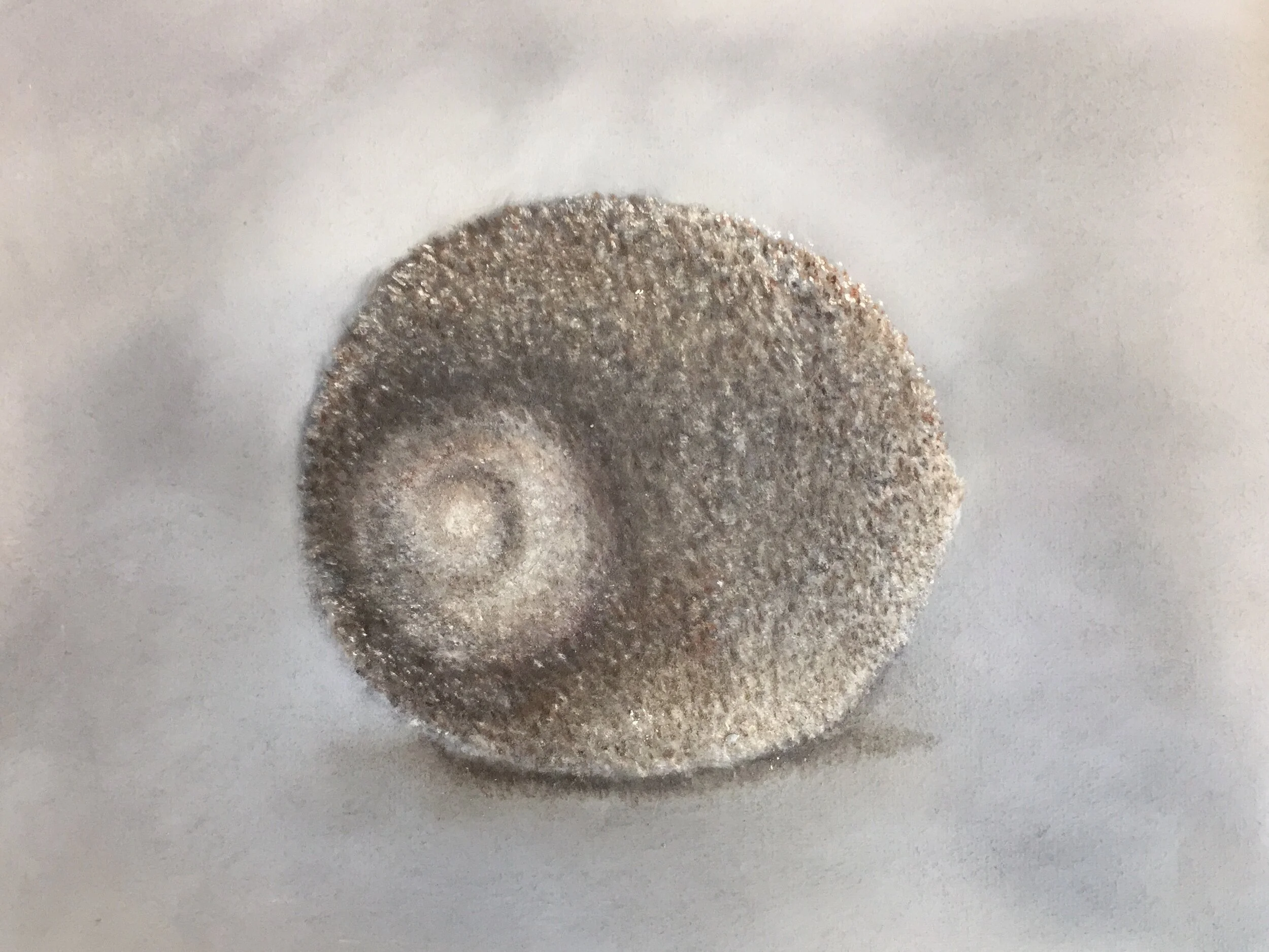  Shell II, 2020, pastel on paper, 13” X 16” 