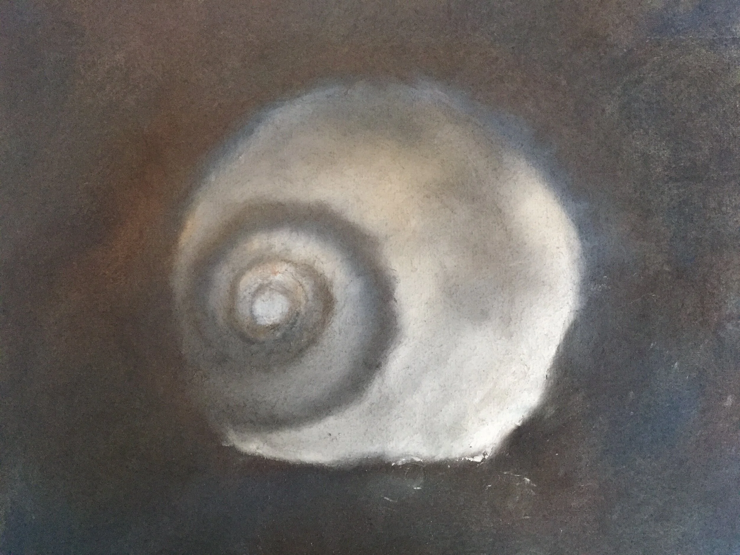  Shell III, 2020, pastel on paper, 13” X 16” 